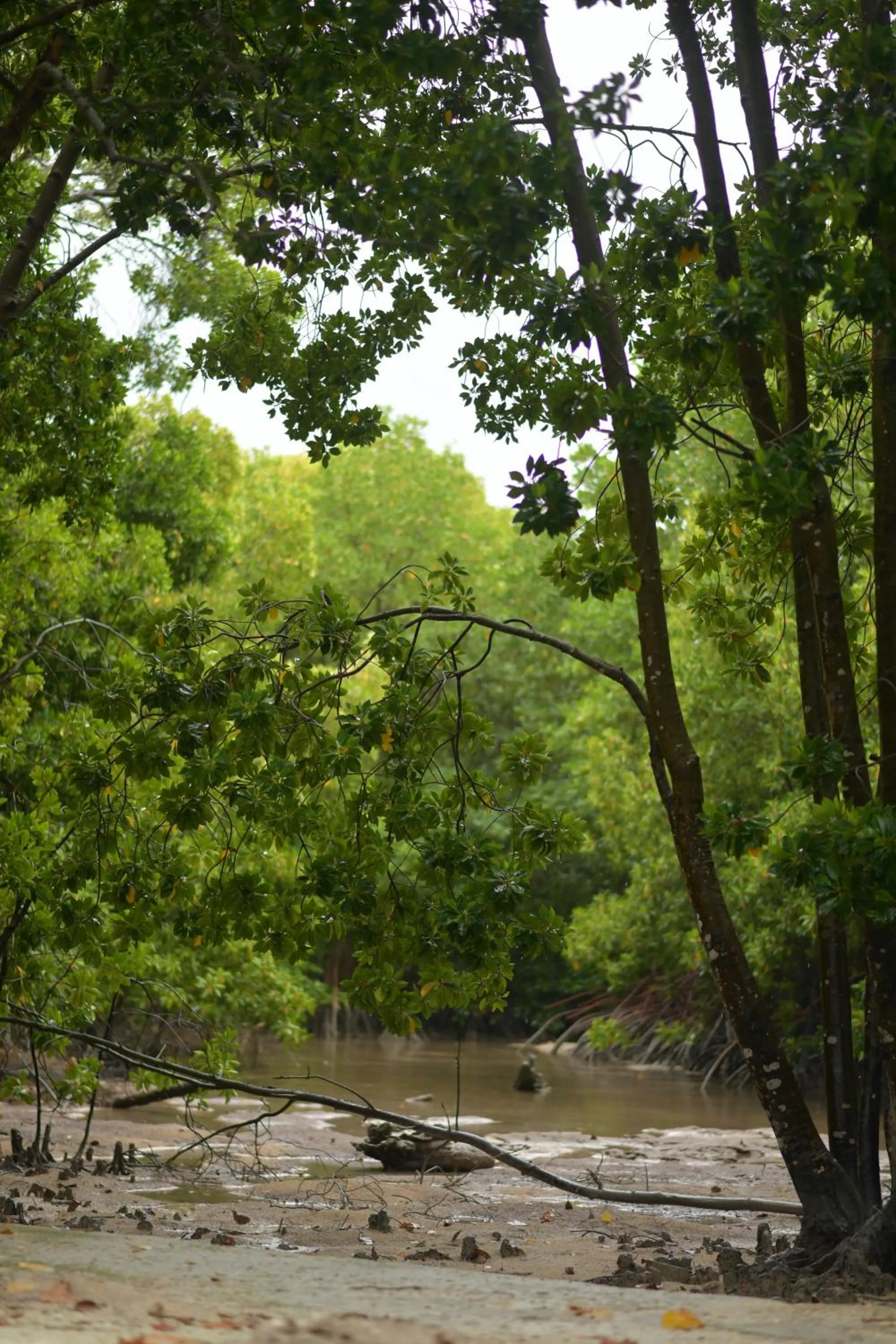 Natural landscape in The Bilimbi Guesthouse & Inn