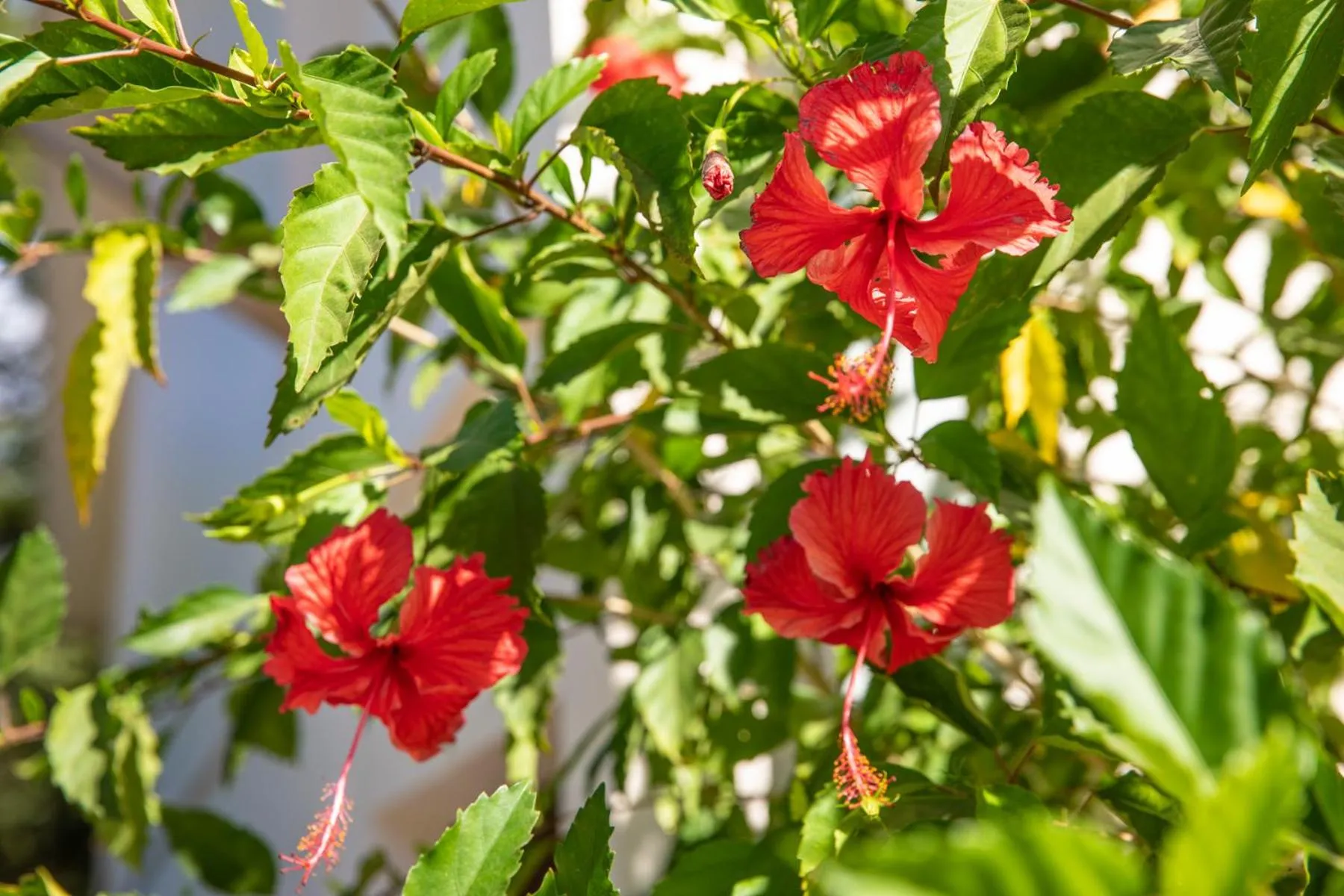 Day in Palm Beach Inn