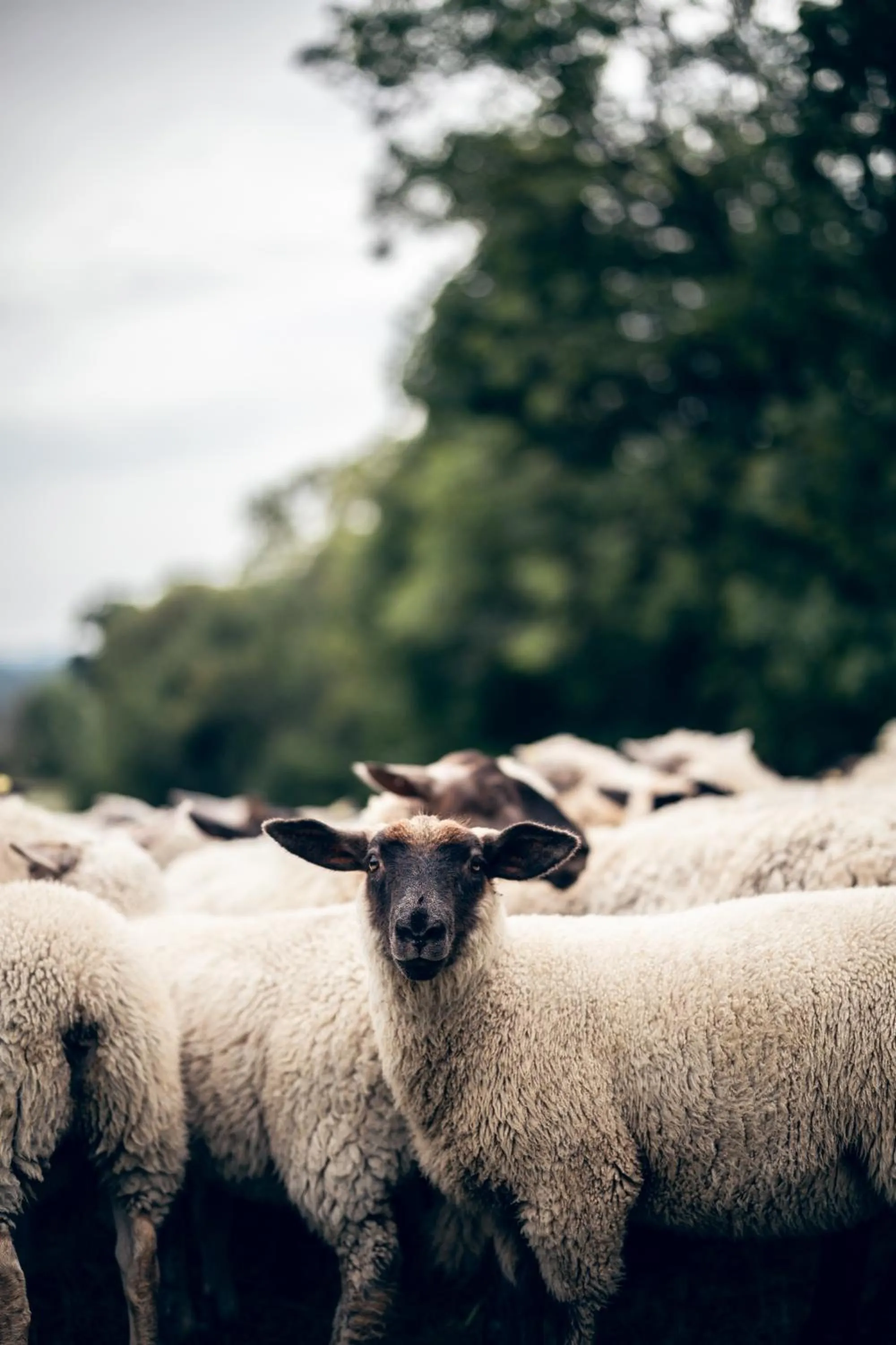 Natural landscape in Hotel U Pekaře - Jítravský Dvorec