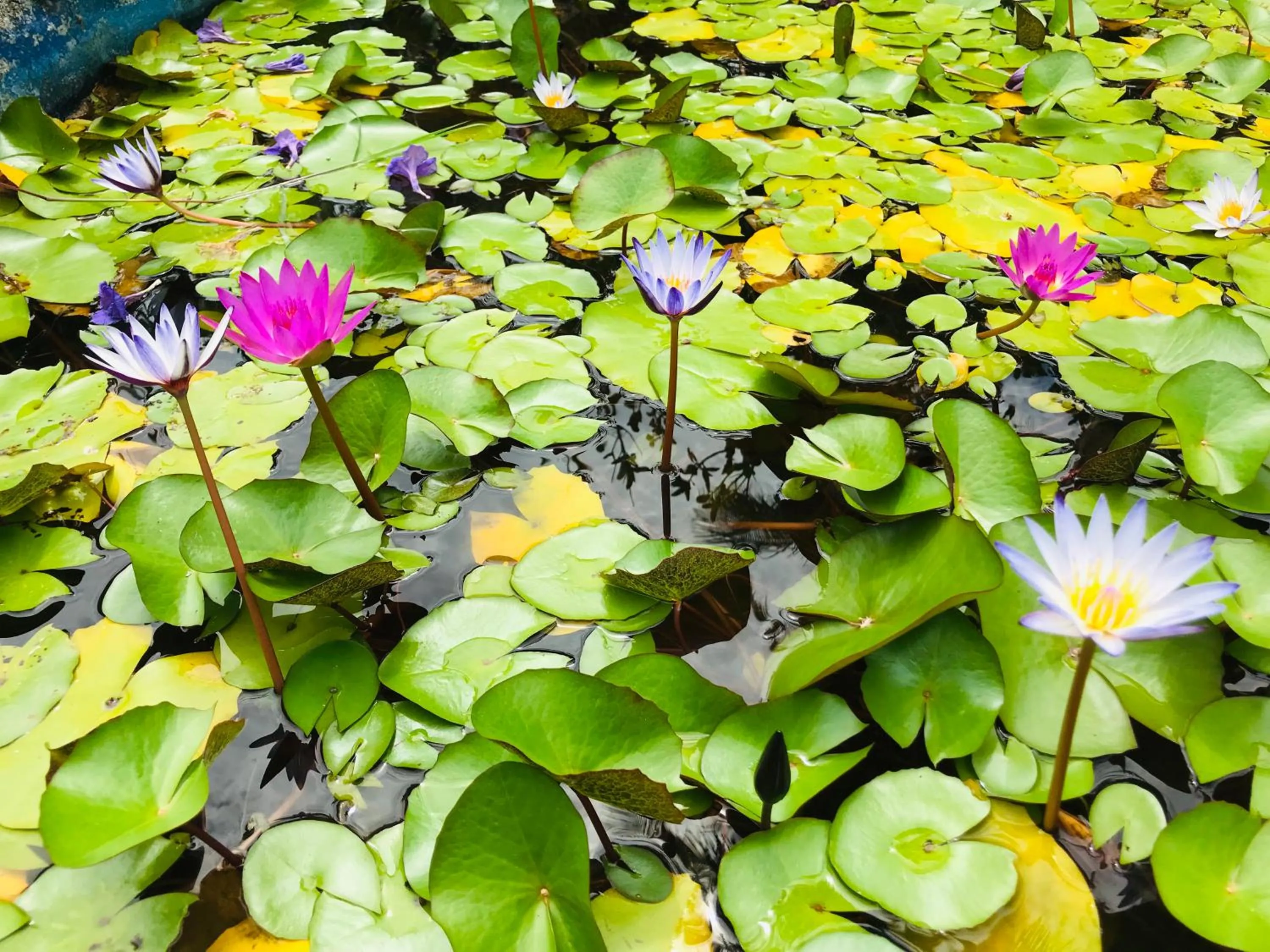View (from property/room) in Uni-Resort Kenting