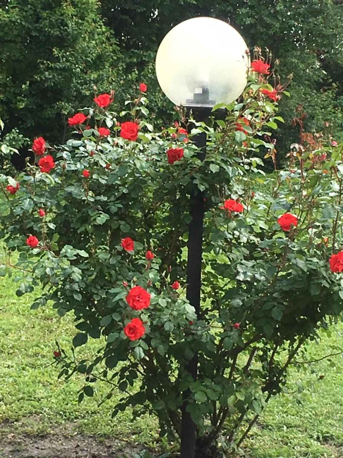 Garden in Hotel Tre Ville