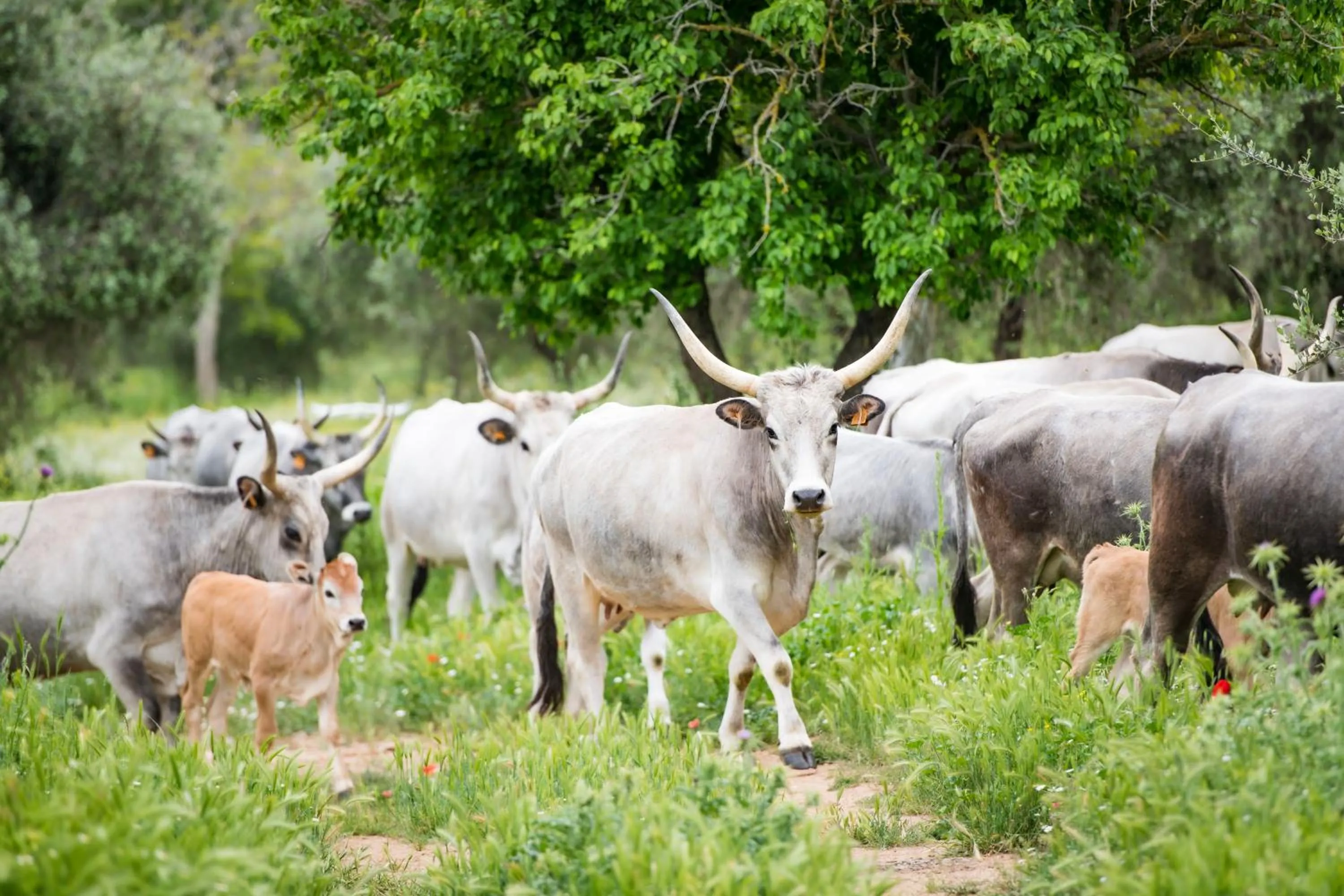 Spring in Tenuta Agricola dell'Uccellina