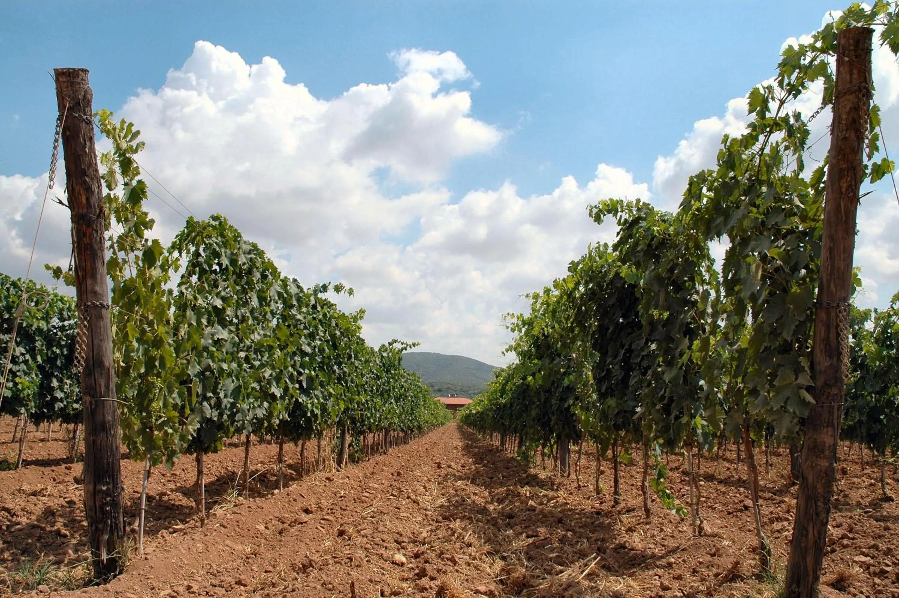 Spring in Tenuta Agricola dell'Uccellina