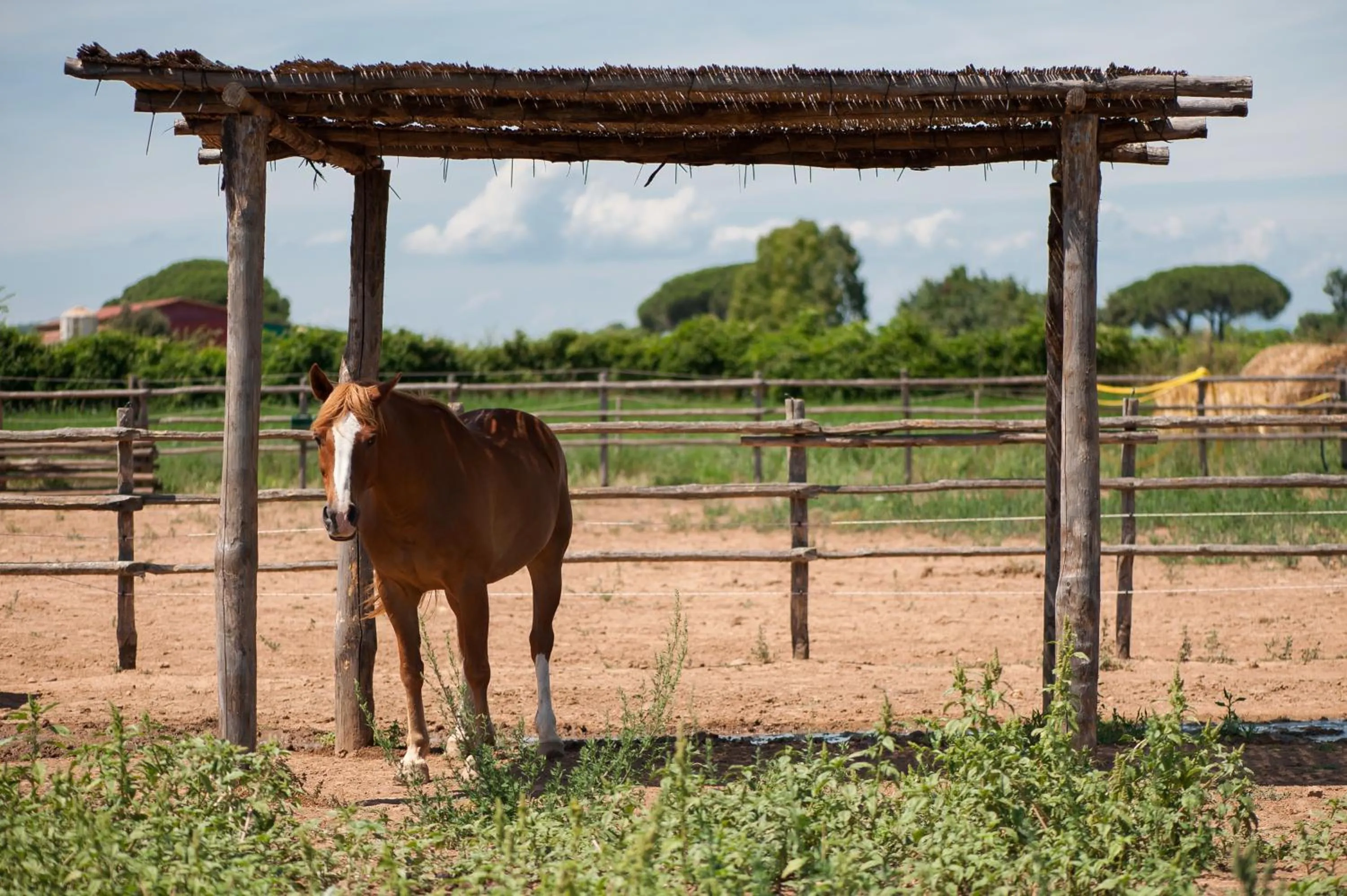 Horse-riding in Tenuta Agricola dell'Uccellina