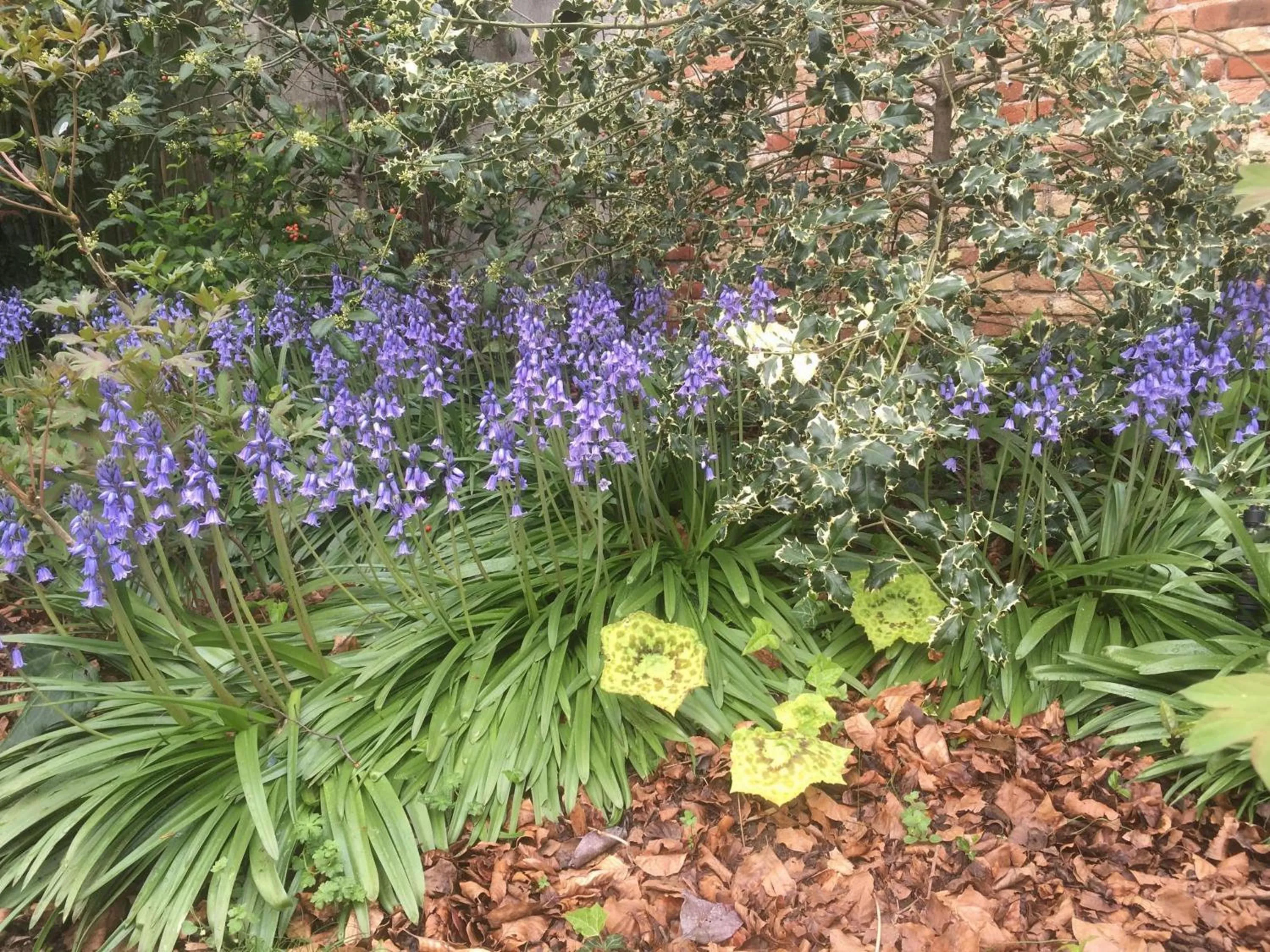 Garden in Casa Stucky