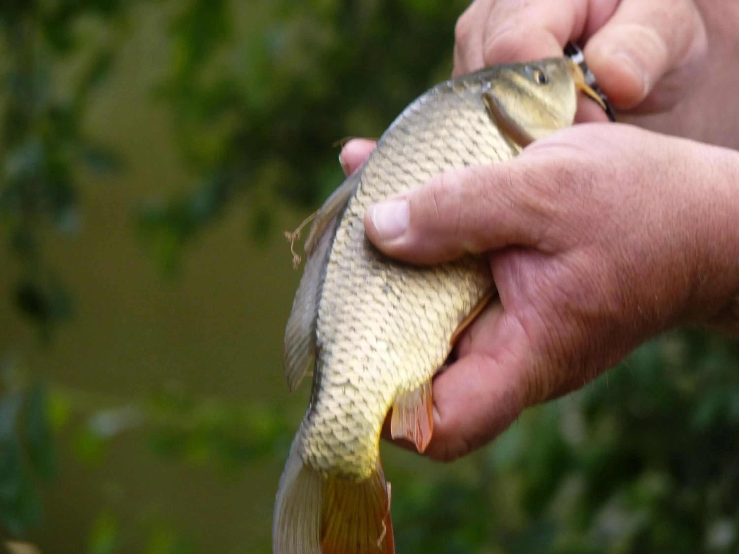 Fishing in Chambres d'hôtes - Domaine de la Grangeotte