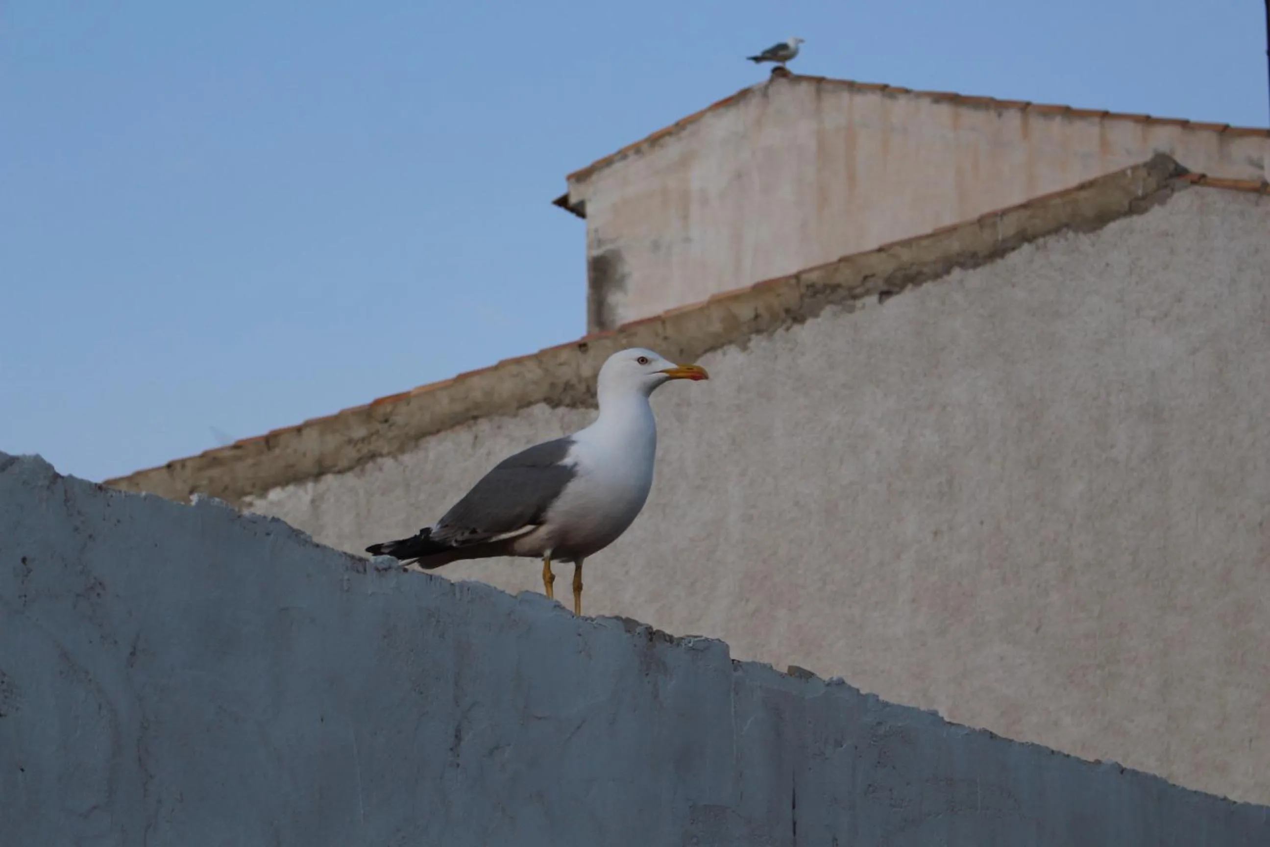 Animals in HOTEL ISLA PLANA