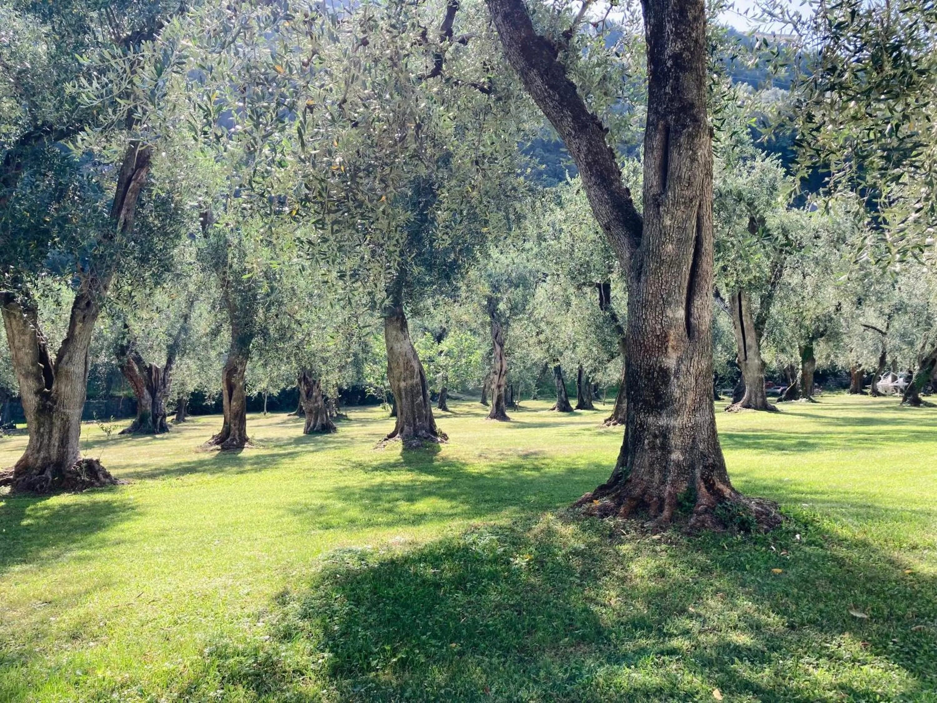 Hotel Garnì Orchidea