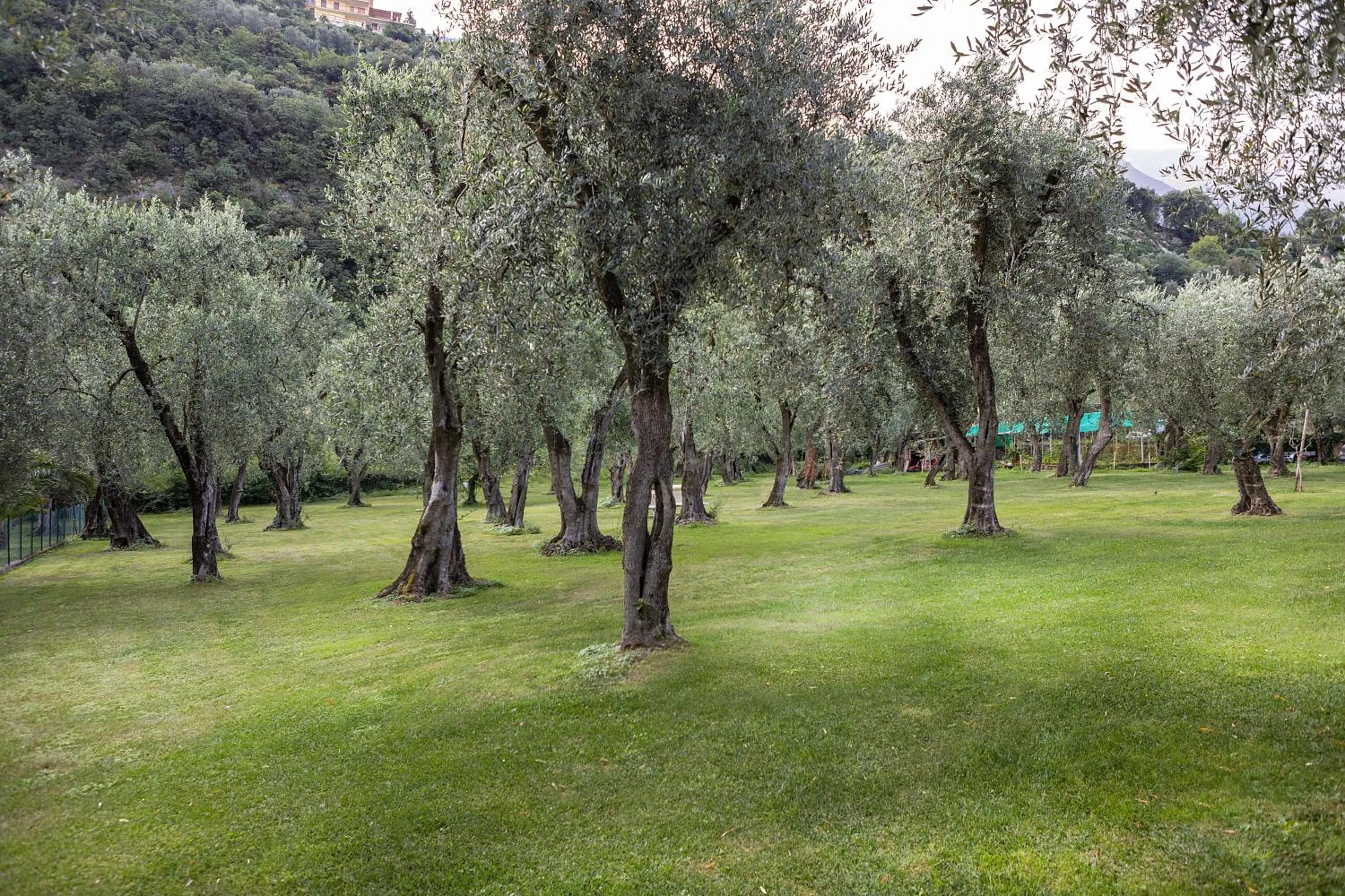 Garden in Hotel Garnì Orchidea