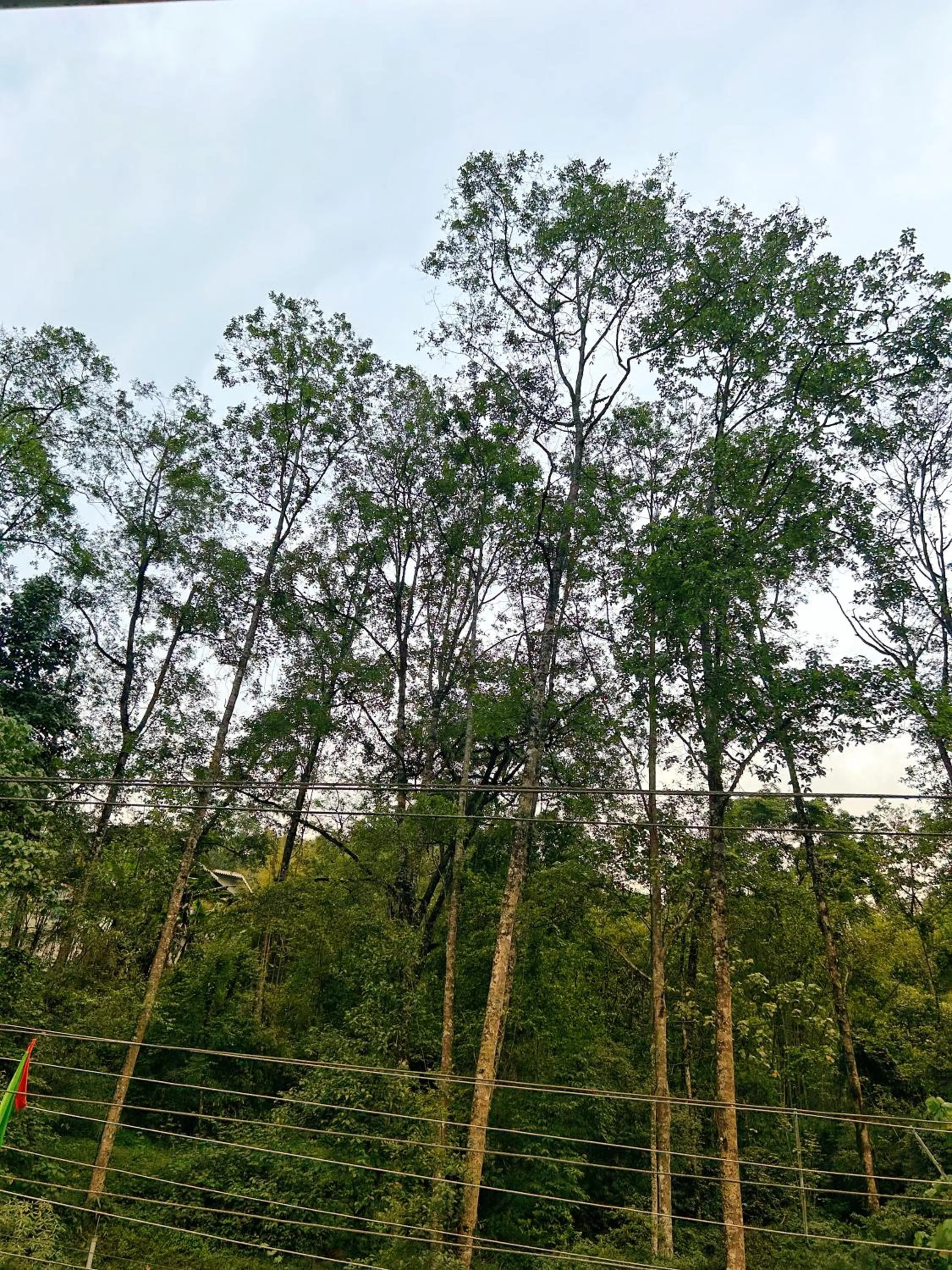 View (from property/room) in House of Nomad