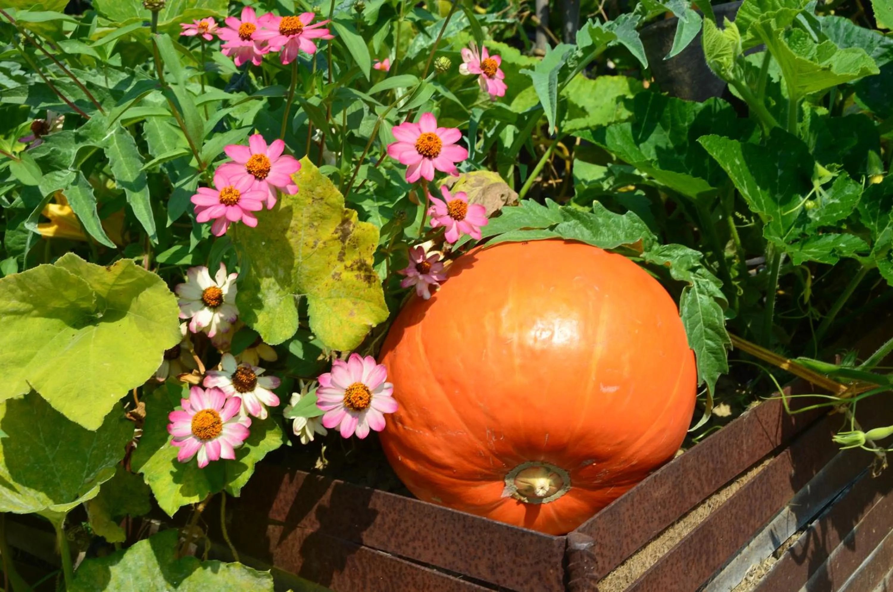 Garden in Albergo l'Ostelliere - Villa Sparina Resort