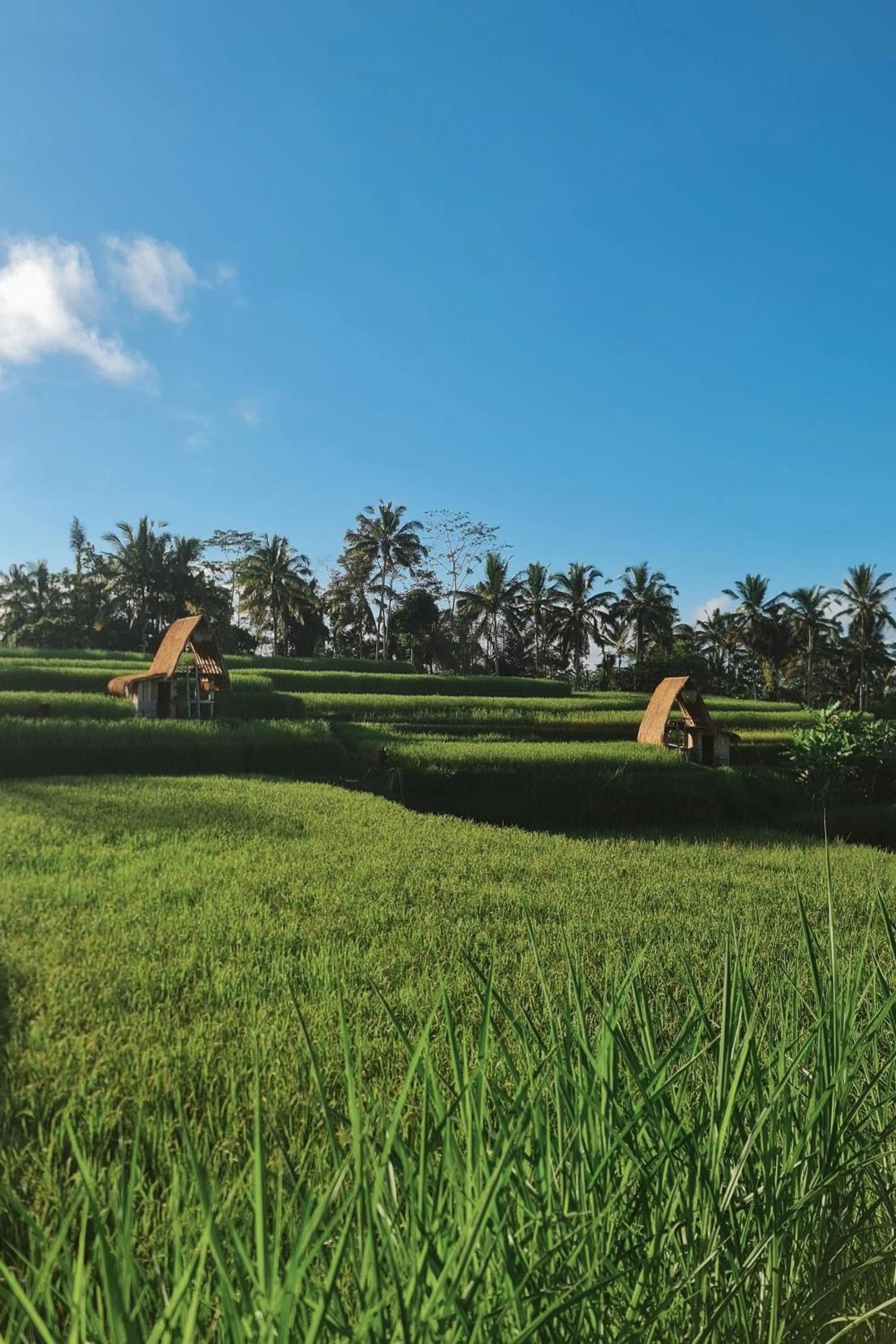 Natural landscape in Swaha Retreat & Eco Park Ubud