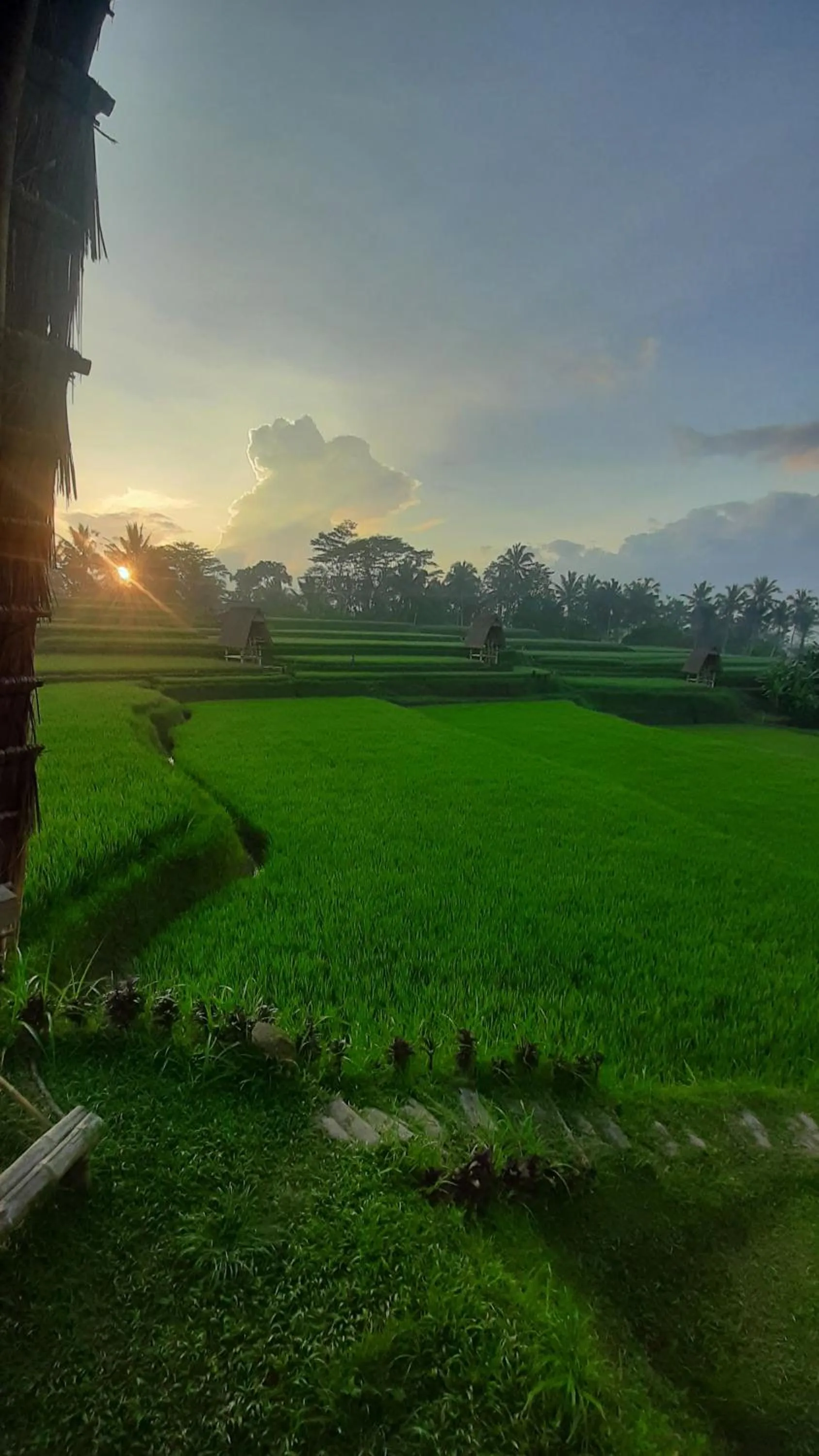 Natural landscape in Swaha Retreat & Eco Park Ubud
