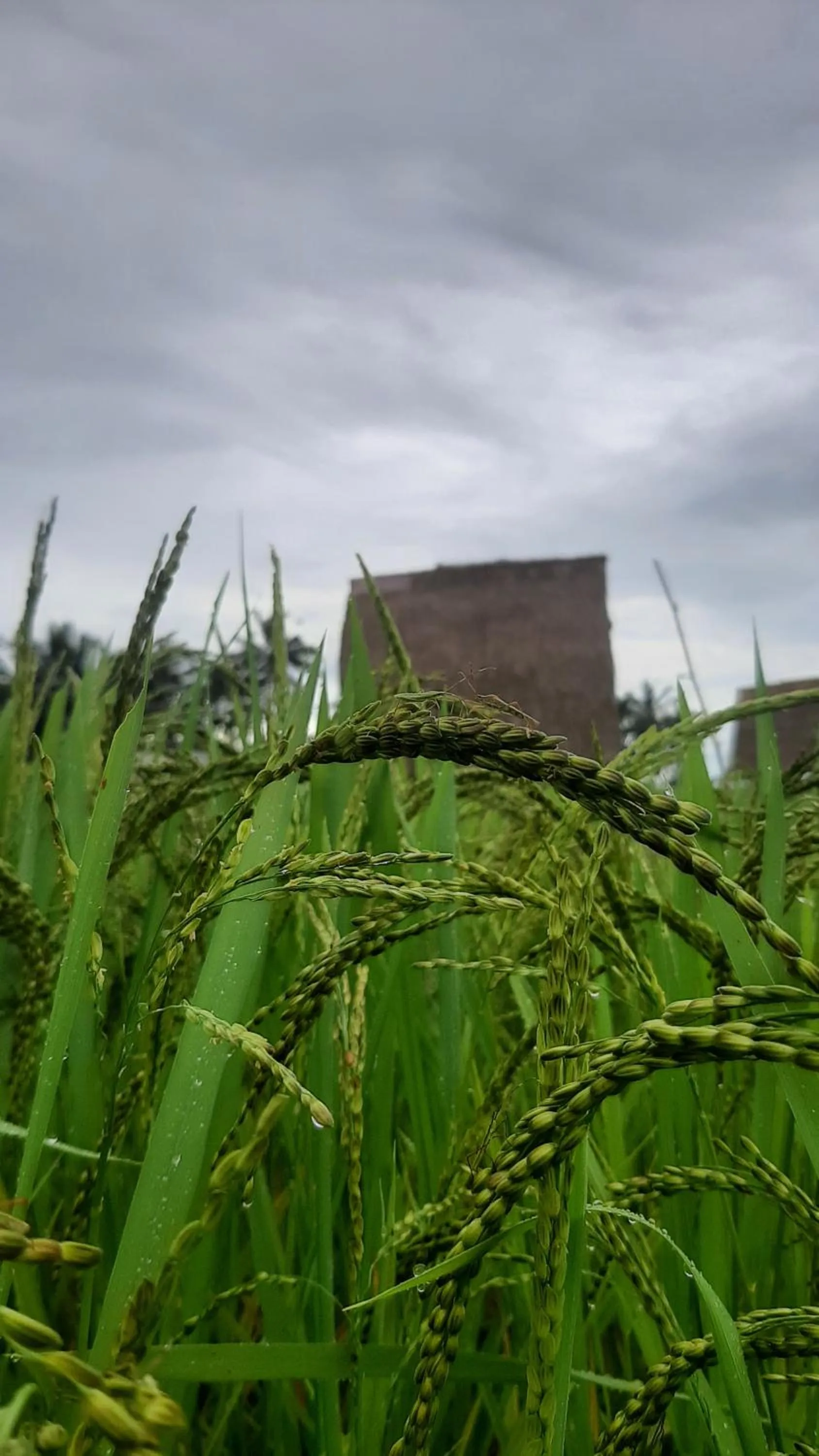 Natural landscape in Swaha Retreat & Eco Park Ubud