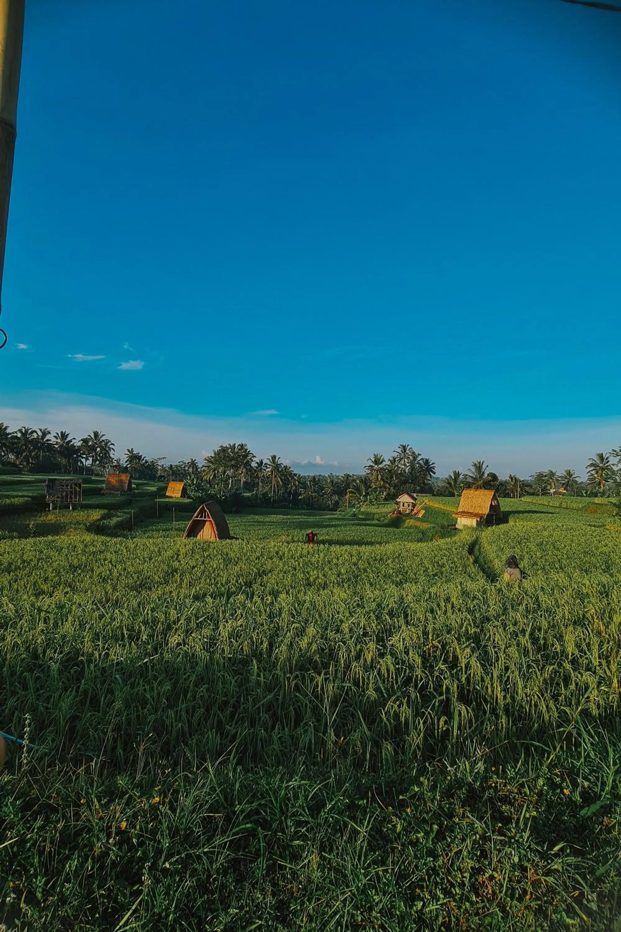 Natural landscape in Swaha Retreat & Eco Park Ubud