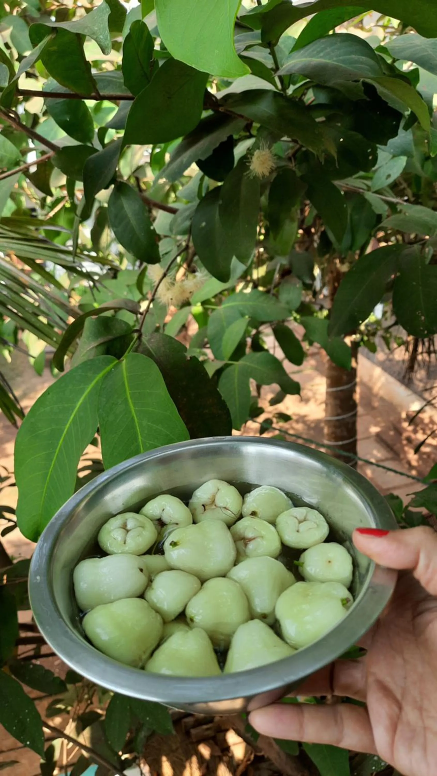 Food in Tropical Wave Hostel Morjim Goa