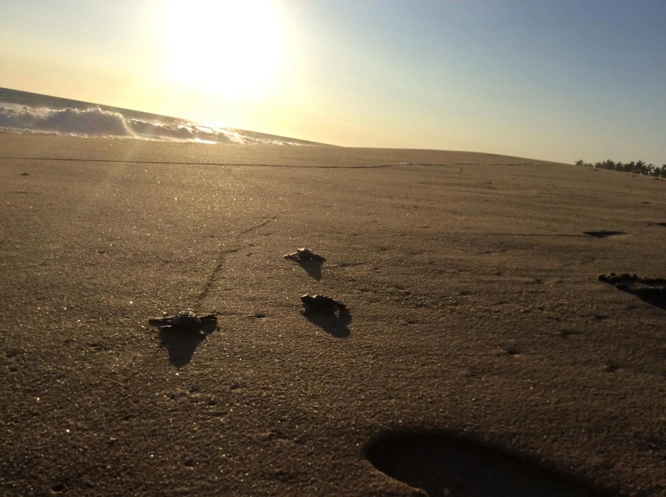 Condominio Agave del Mar