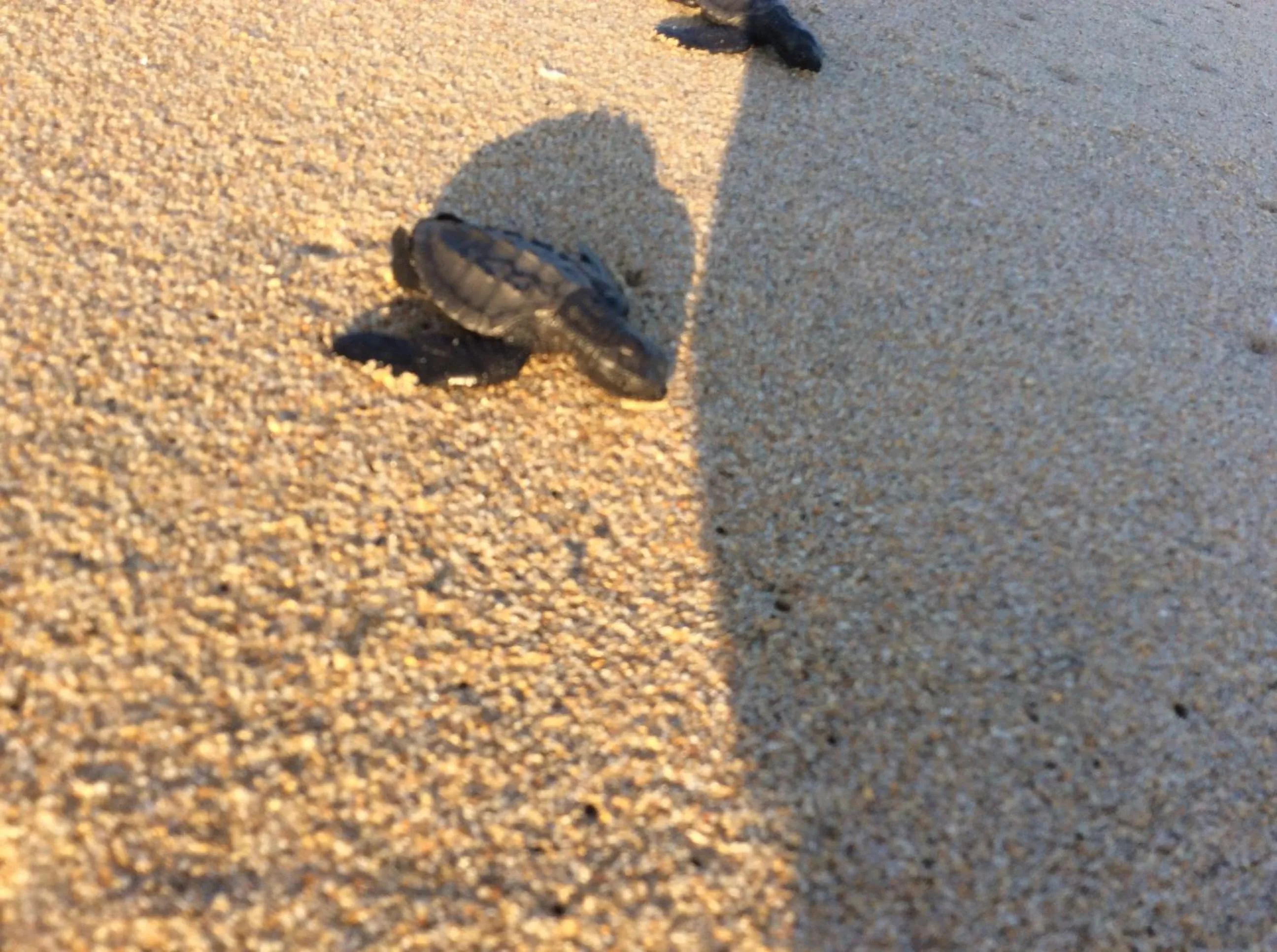 Condominio Agave del Mar