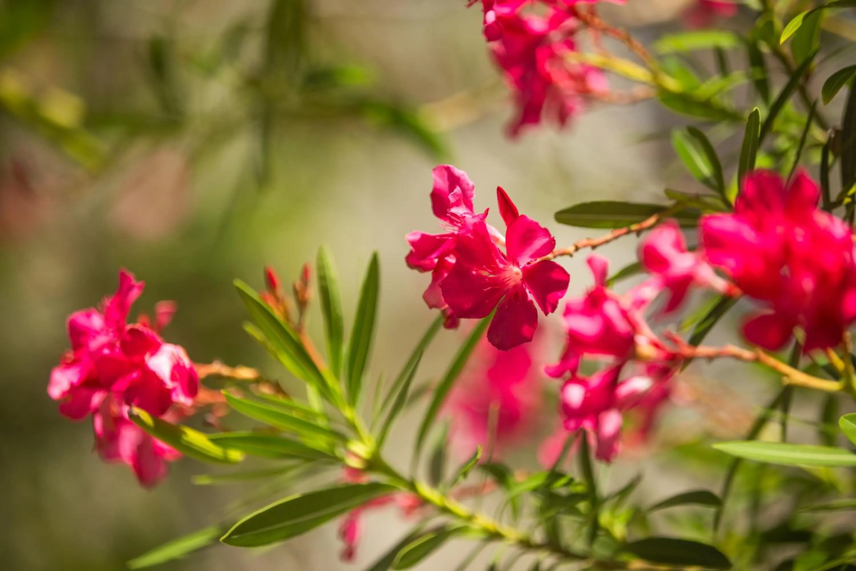 Garden in The Hotel Zamora