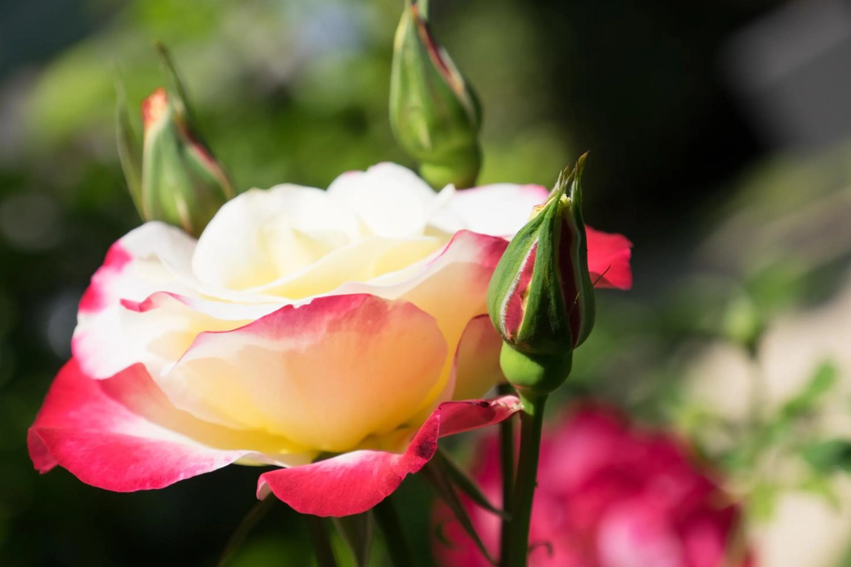 Garden in Hotel Villamare