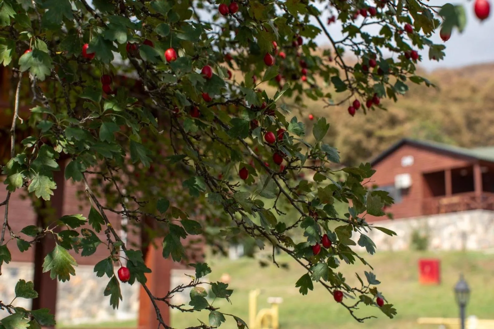 Area and facilities in Deluxe Park Qusar Resort & Spa Hotel