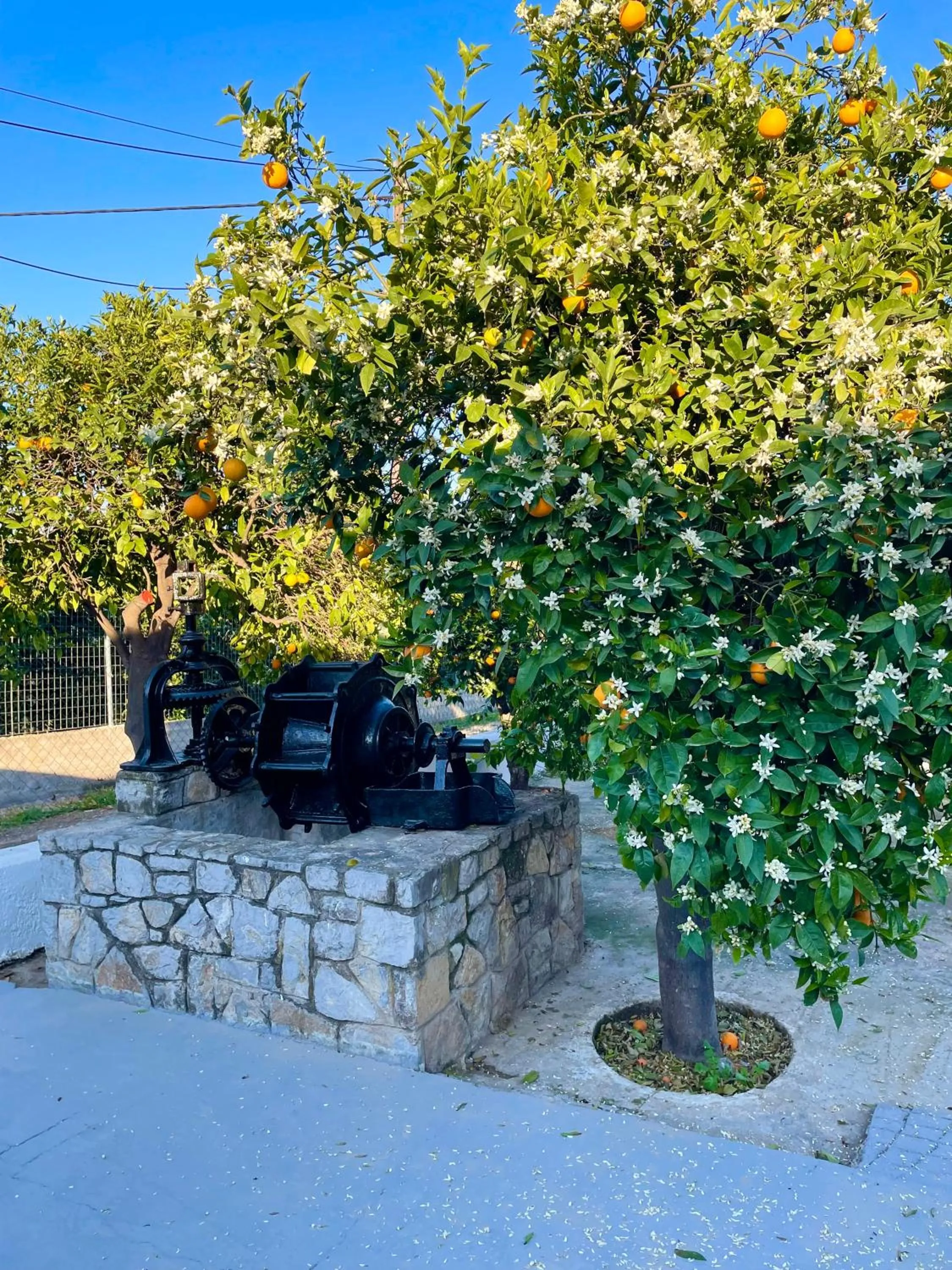 Garden in Citrus garden