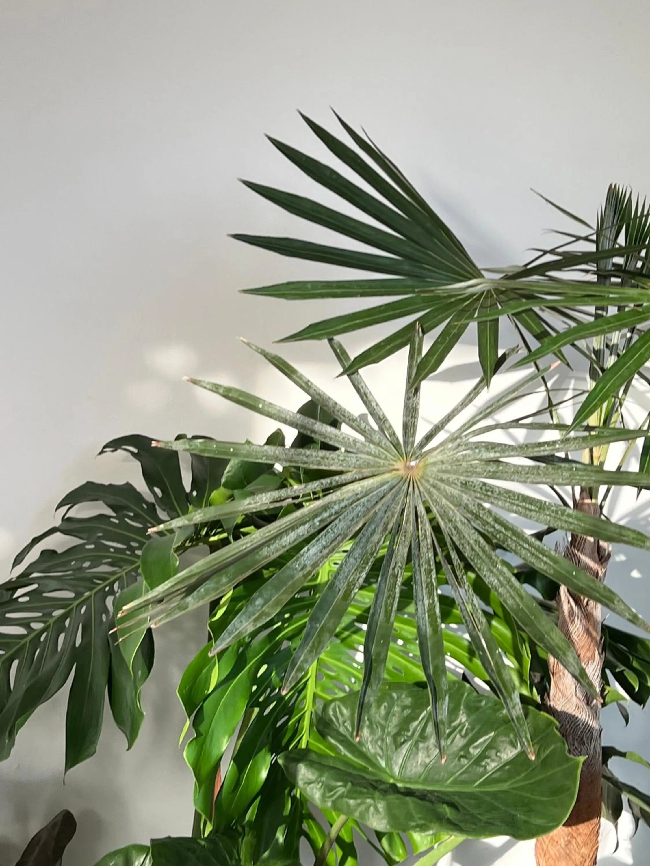 Lobby or reception in Found Mansion