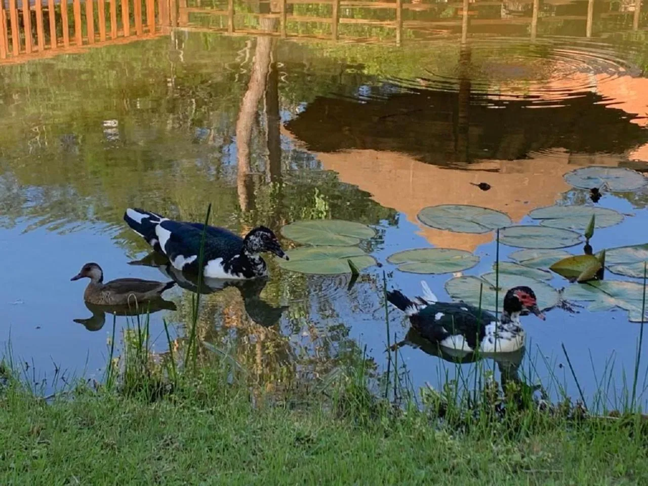 Animals in Pousada Olaria - Chalés e Suítes