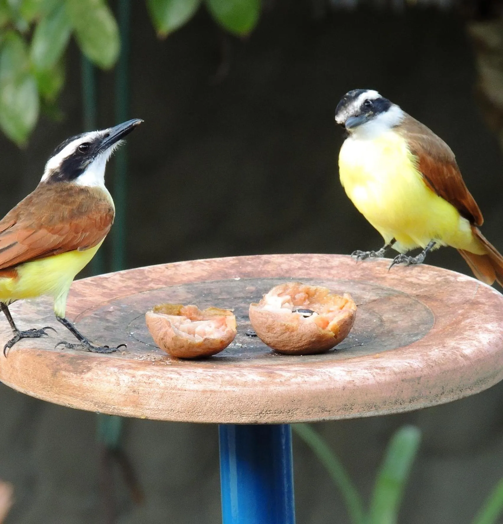 Animals in Portoazul Casa de Playa