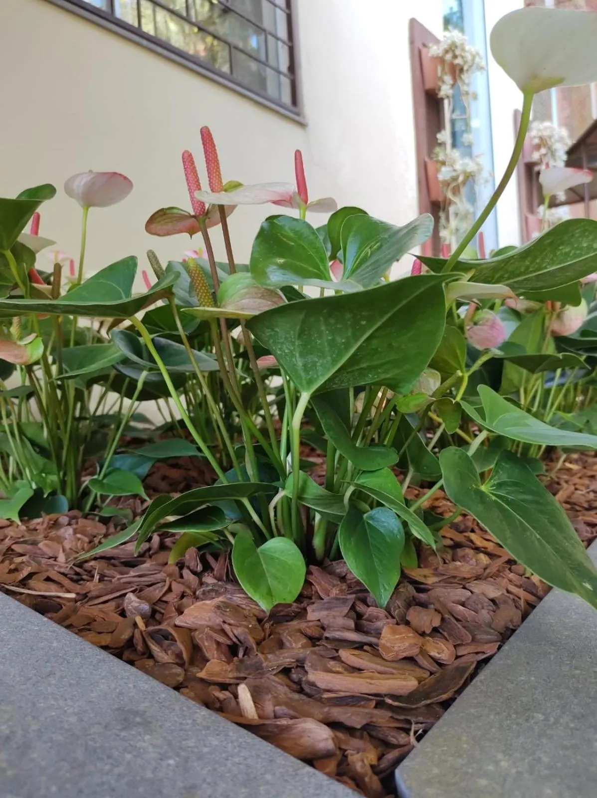 Day in Vila Betânia