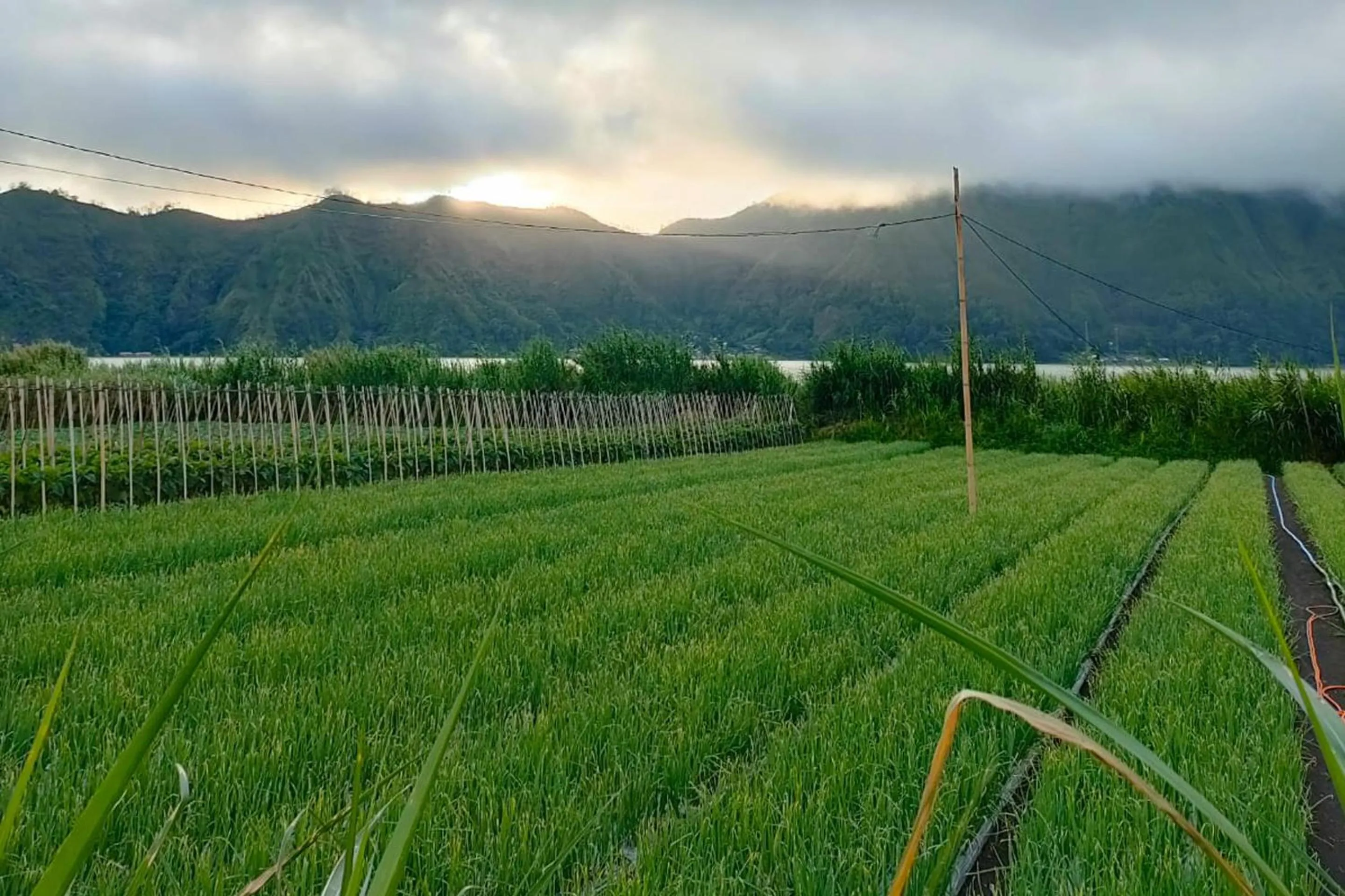 Neighbourhood in KINTAMANI Paradise Villa