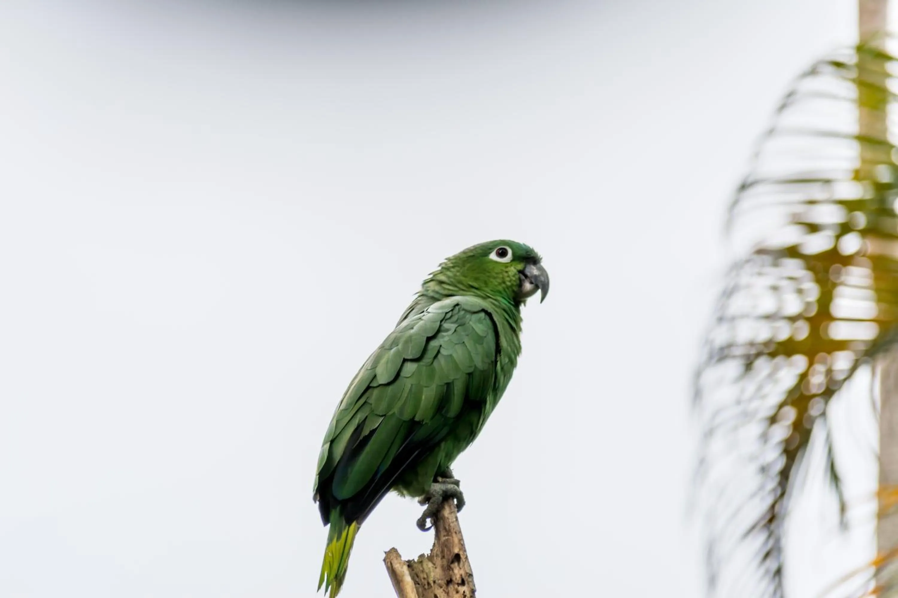 Natural landscape in Atlantida Lodge Cahuita