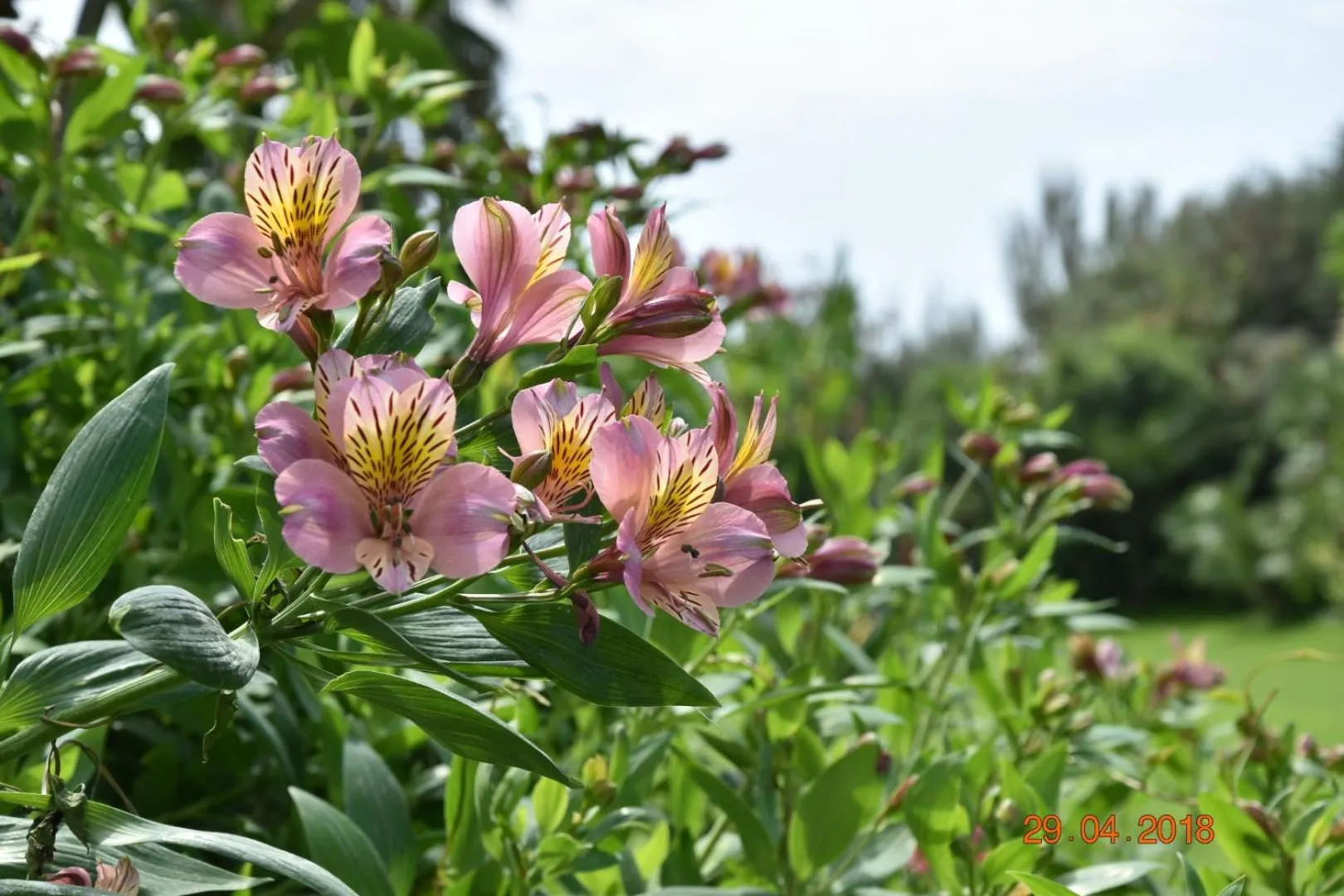 Garden view in Marina Club Hotel