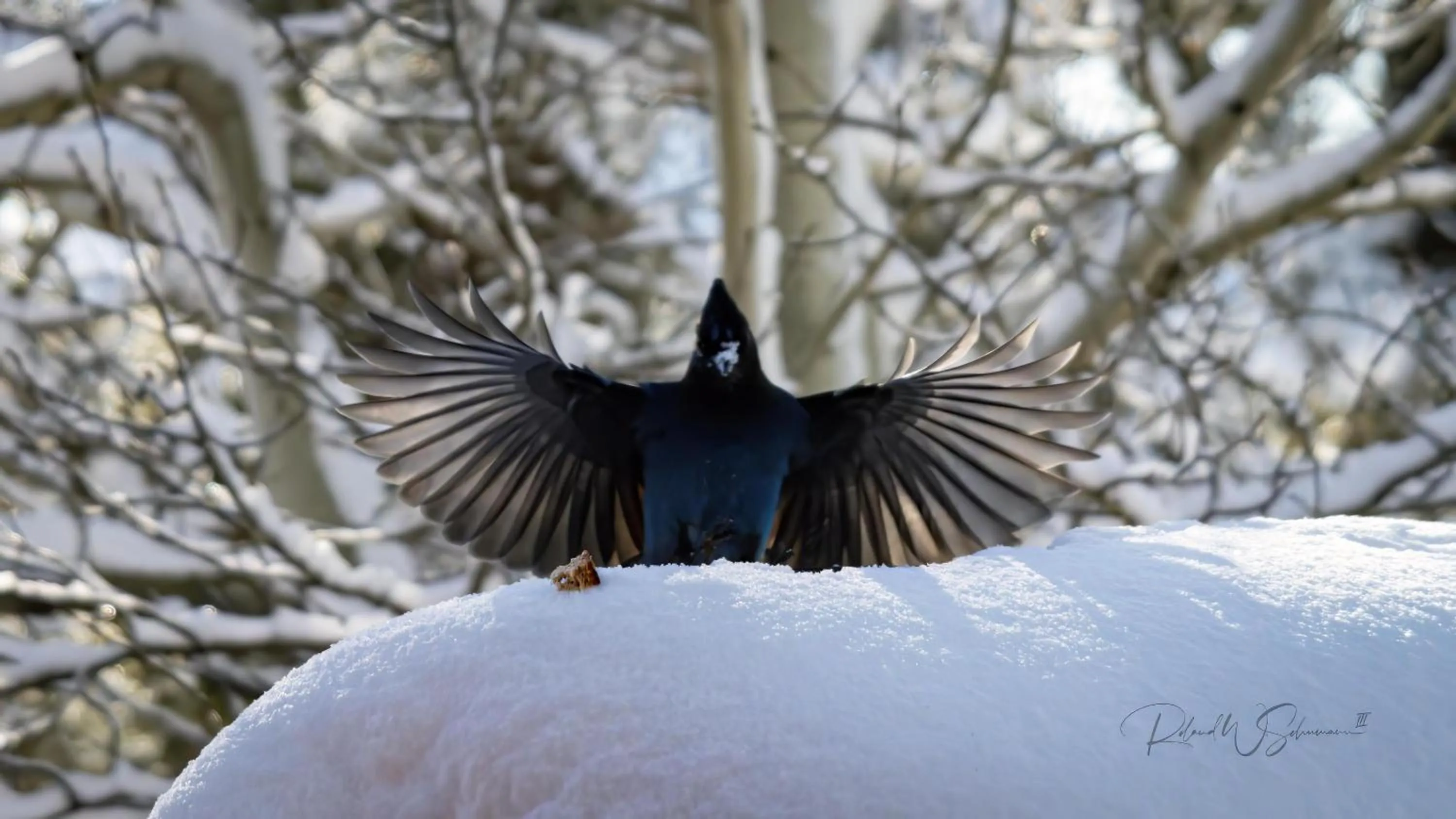 Natural landscape in The Incline Lodge