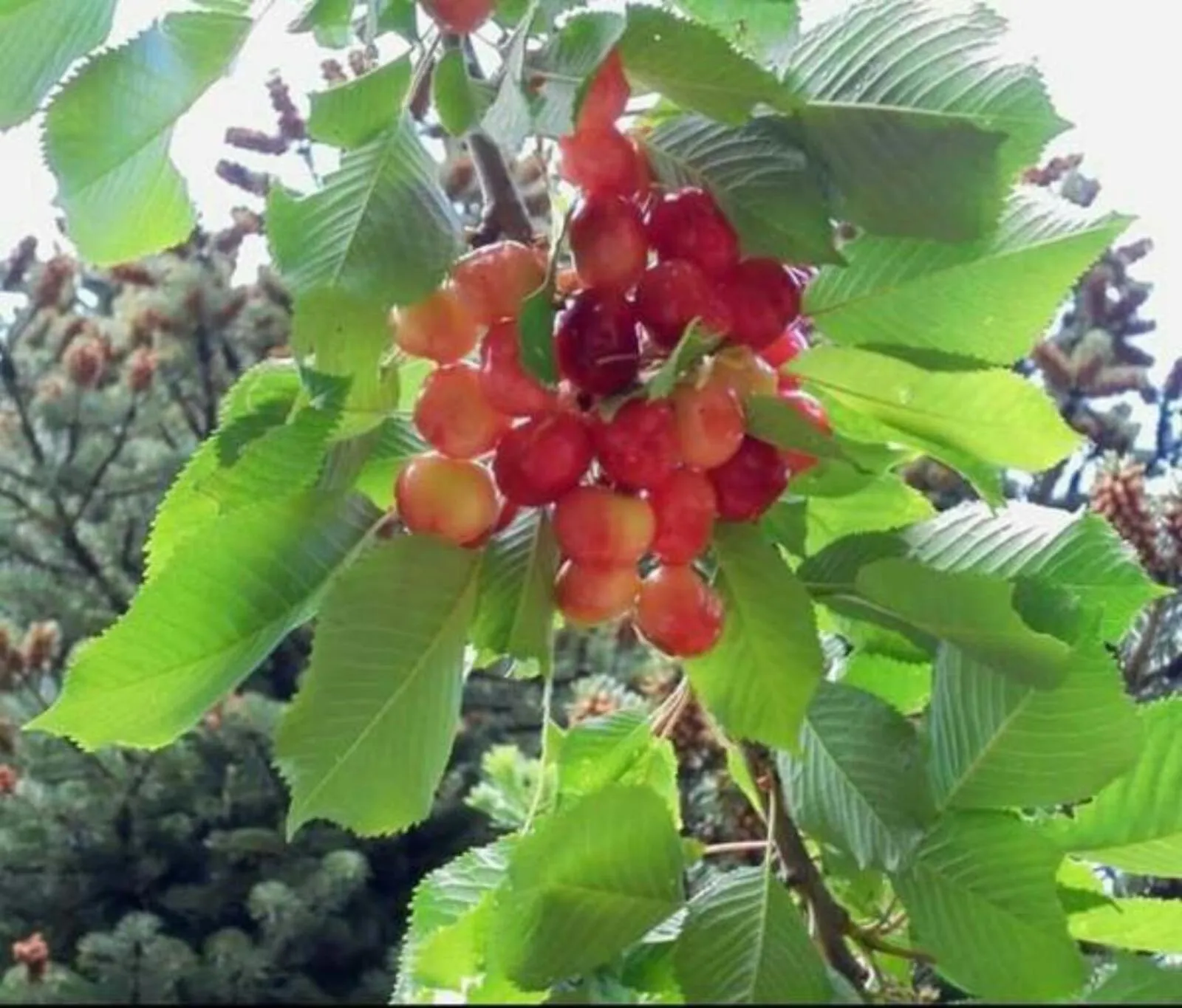 Garden in Ξενώνας Ουρανογείτων