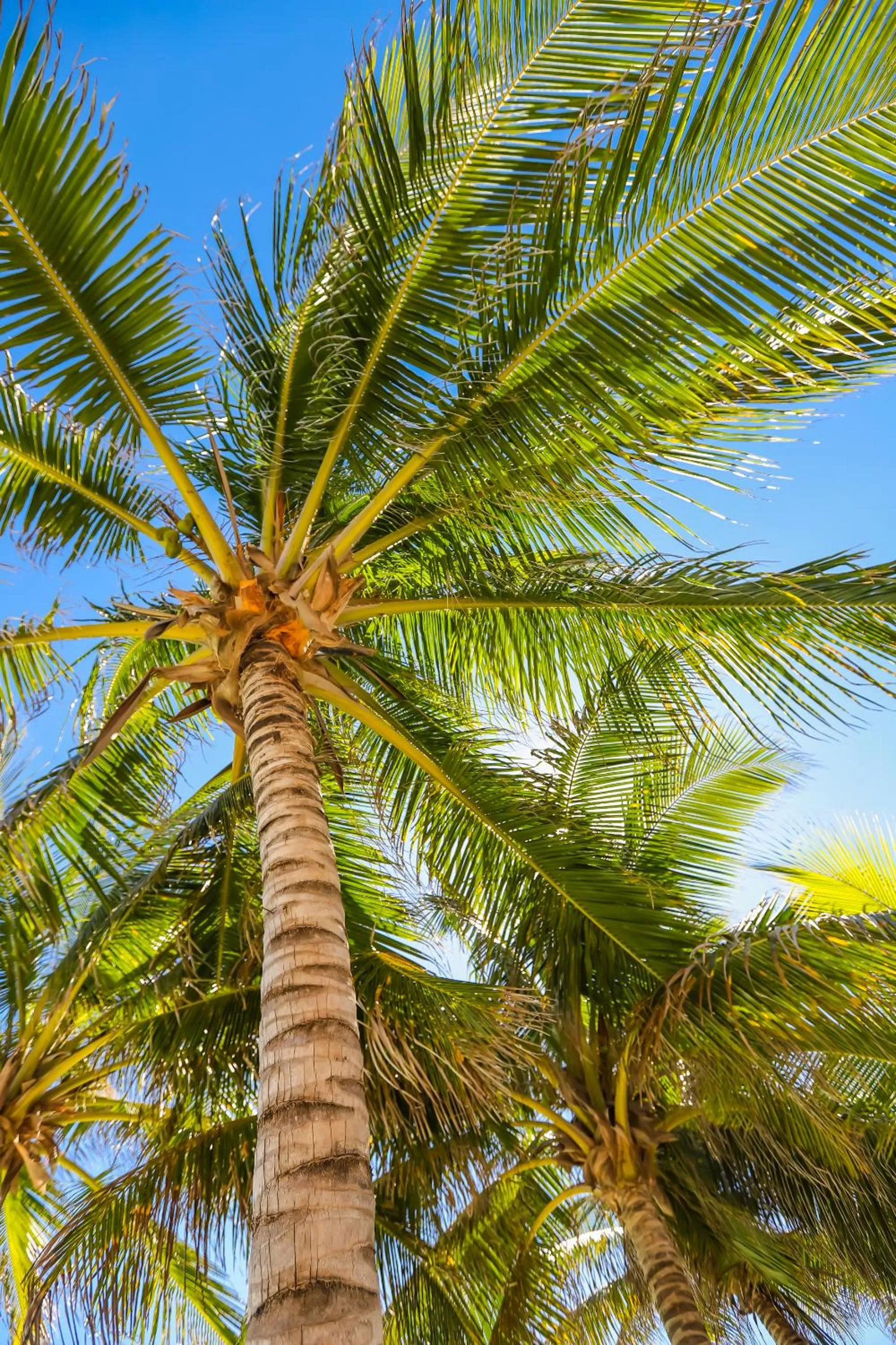 Beach in Hotel Inkanto