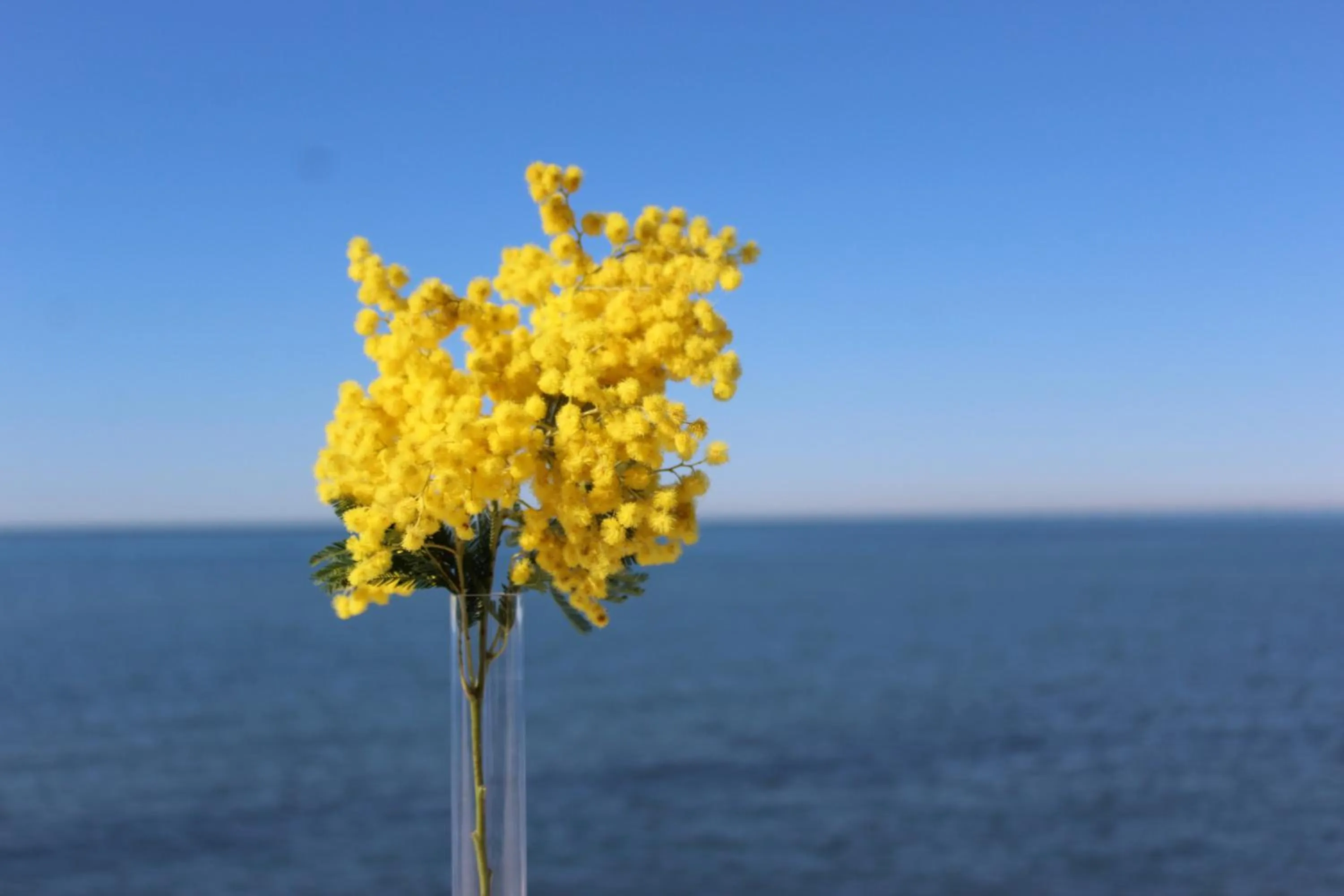 Balcony/Terrace in Hotel Marea