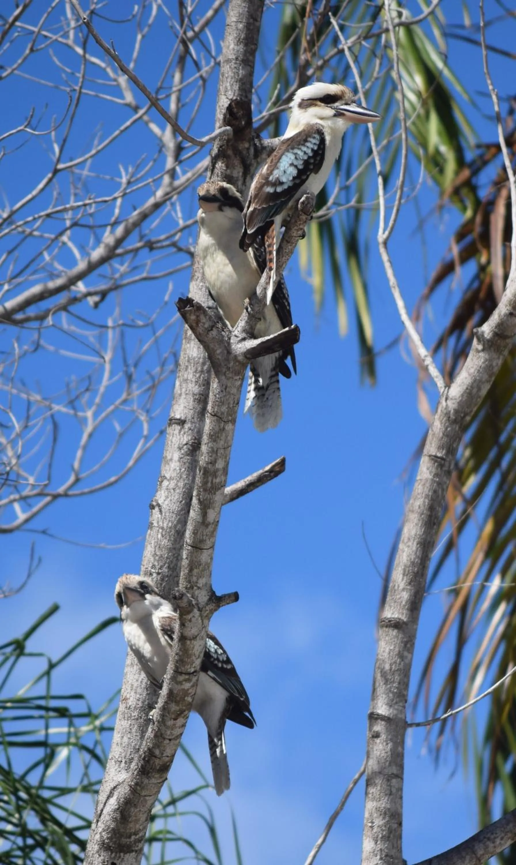 Animals in South Pacific Bed & Breakfast