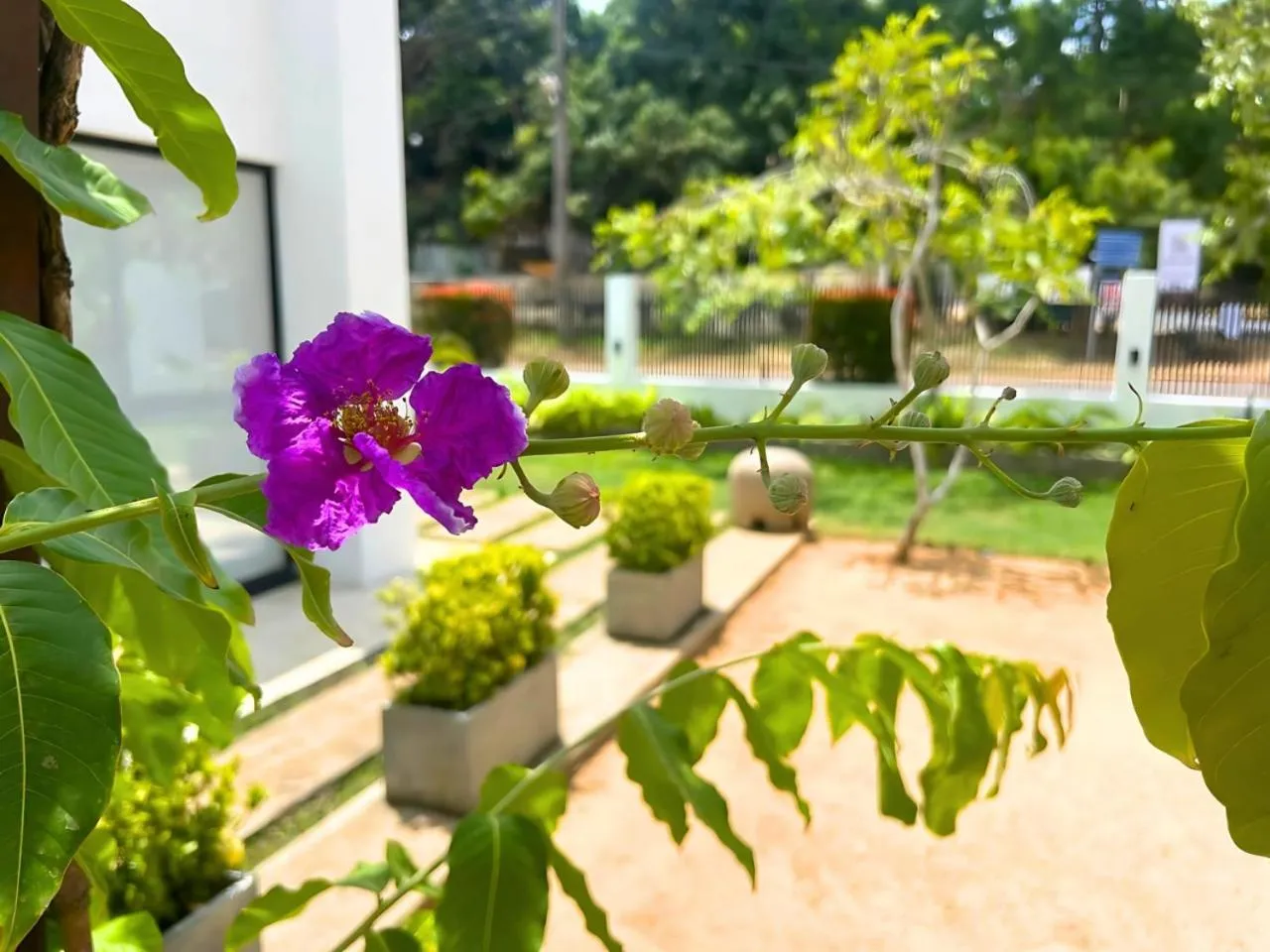 Garden in The Ivy Lake