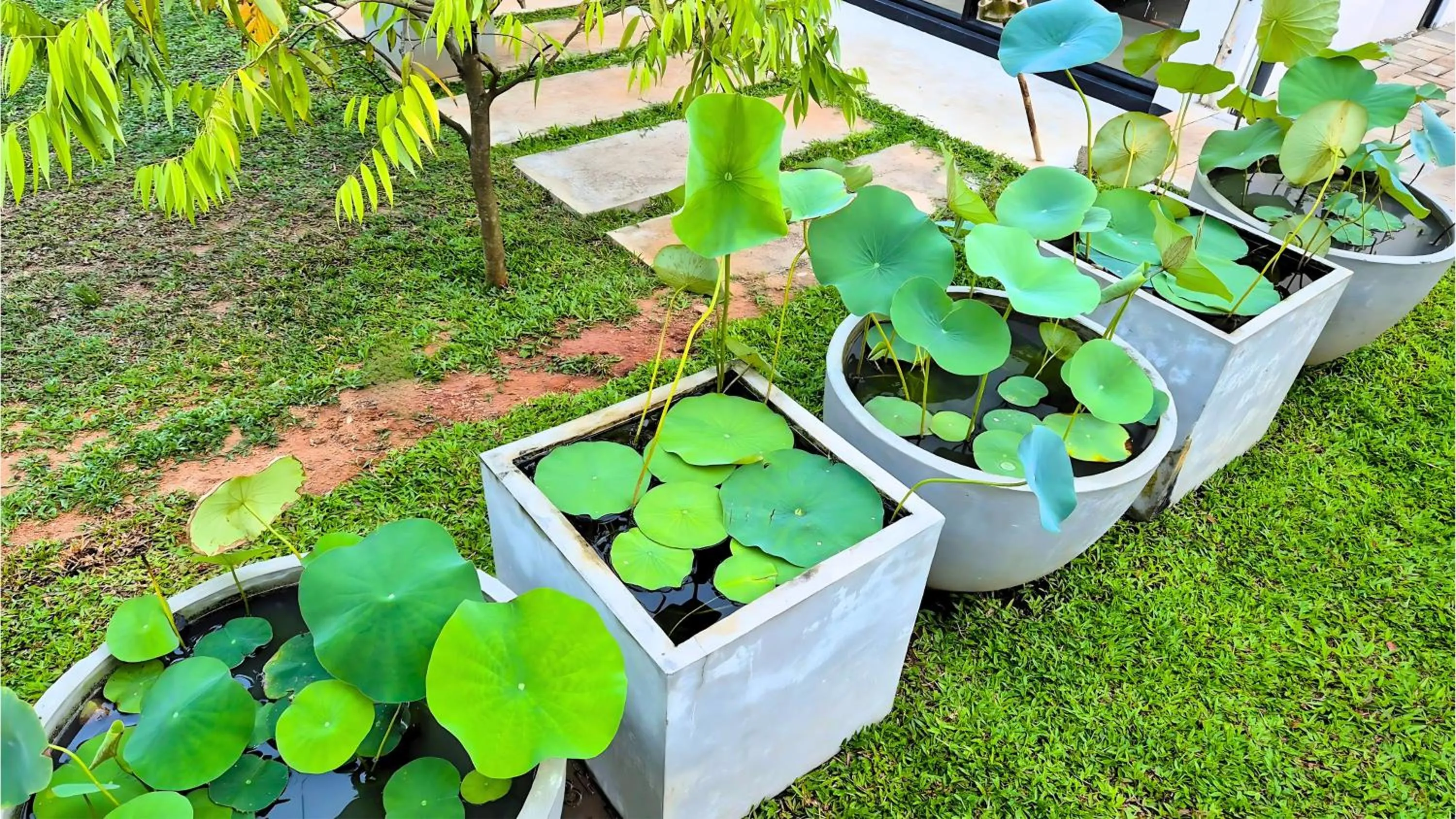 Garden in The Ivy Lake