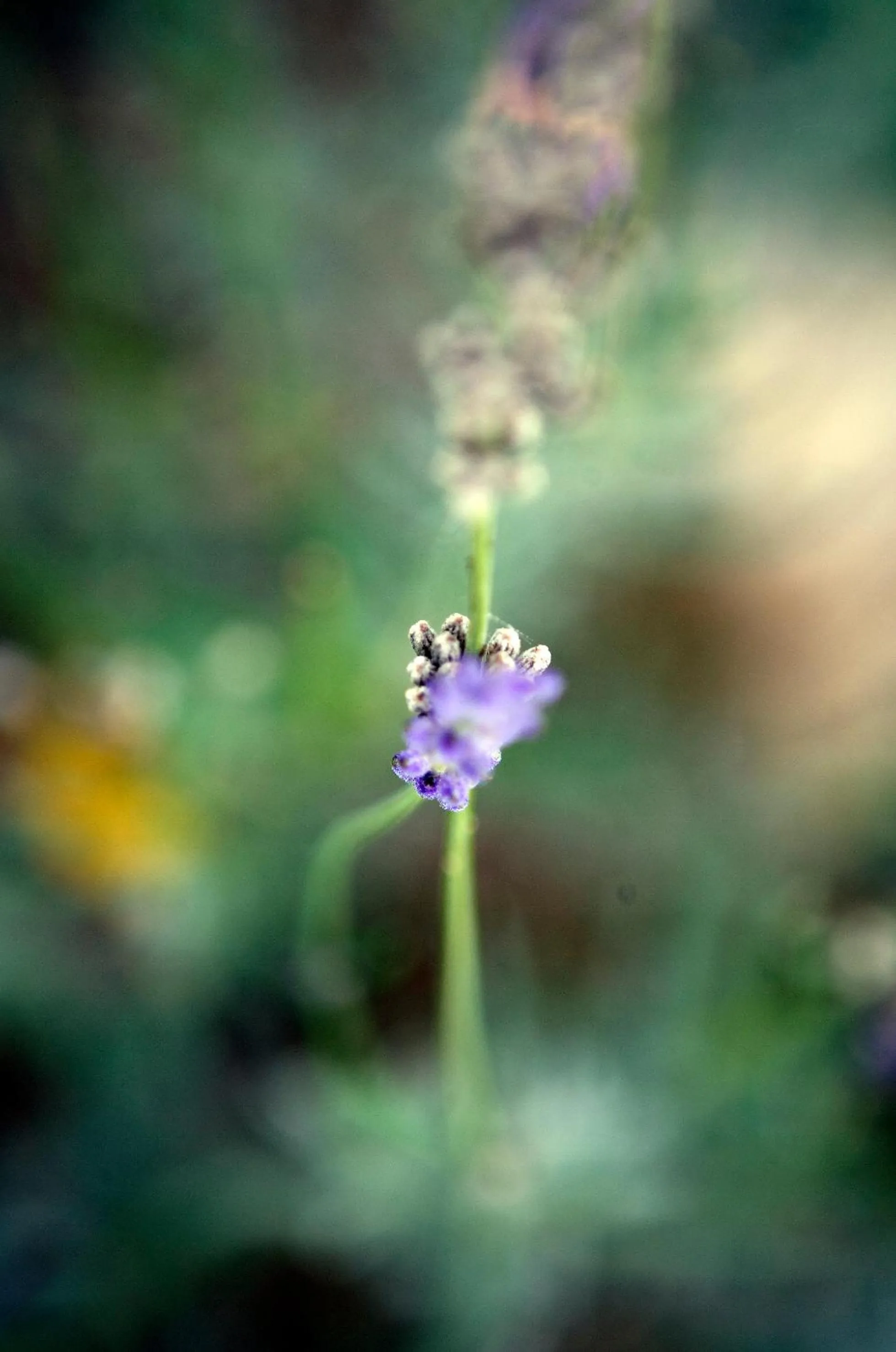 Patio in Resort e Spa San Crispino