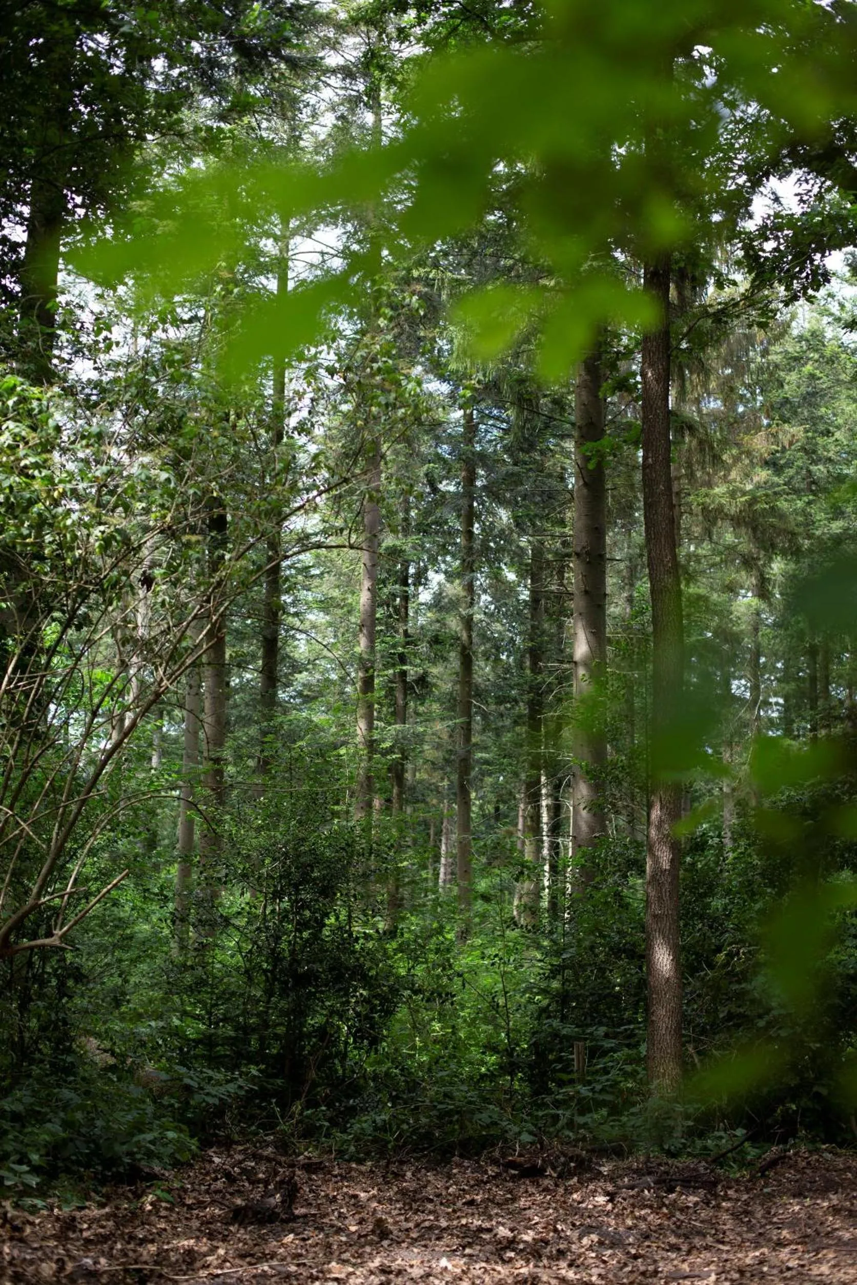 Natural landscape in Buitenplaats Petersburg