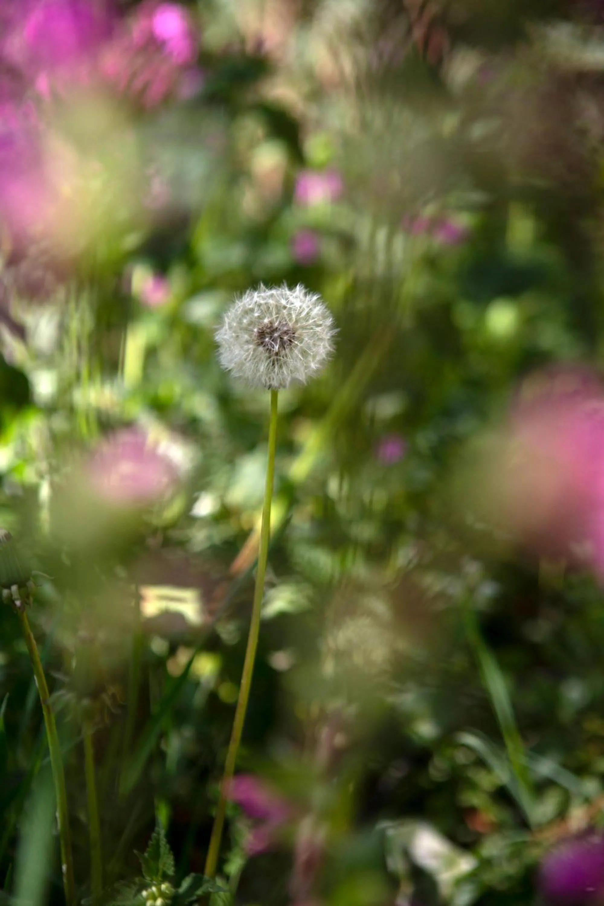 Garden in Buitenplaats Petersburg