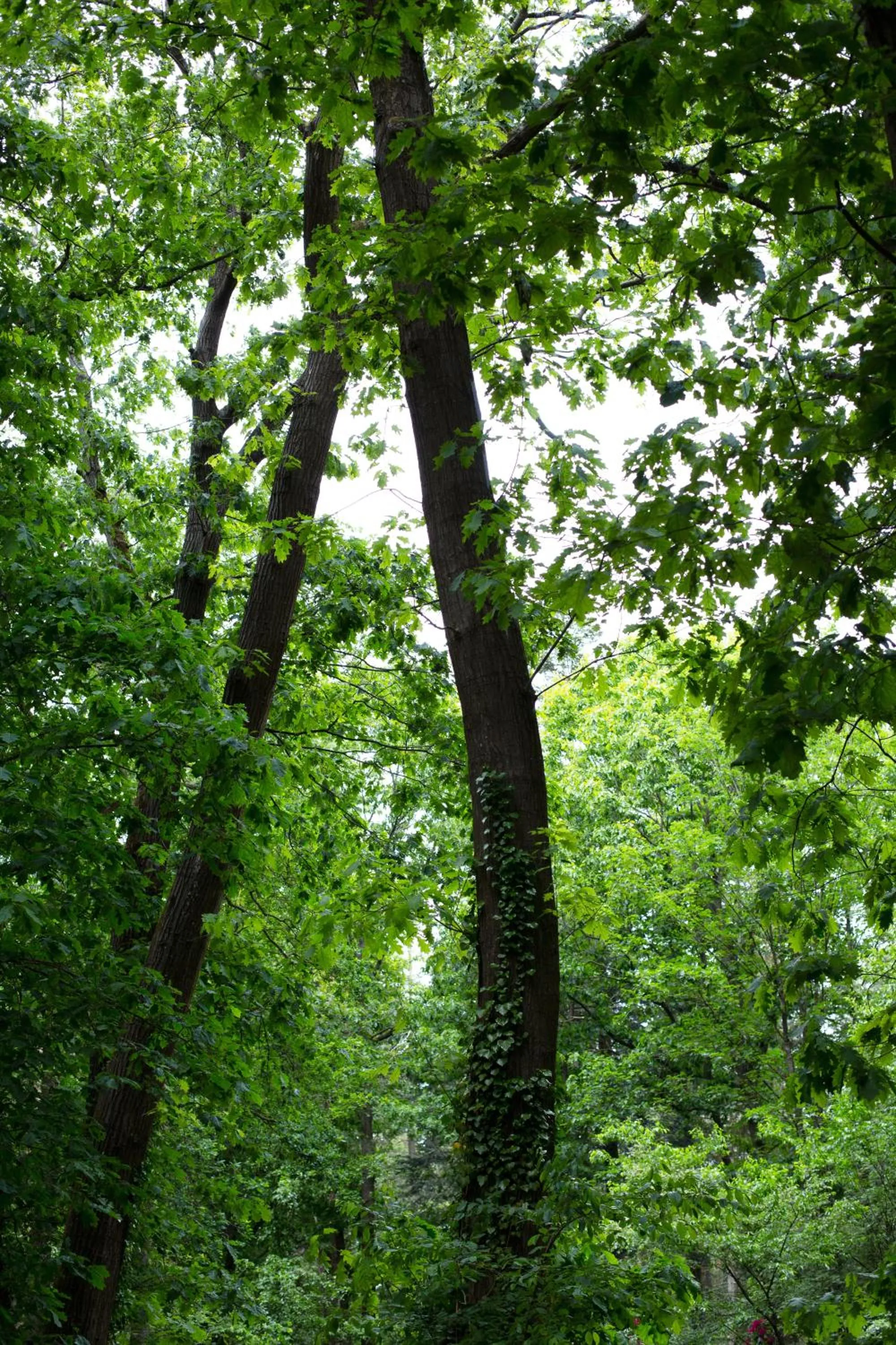 Garden in Buitenplaats Petersburg