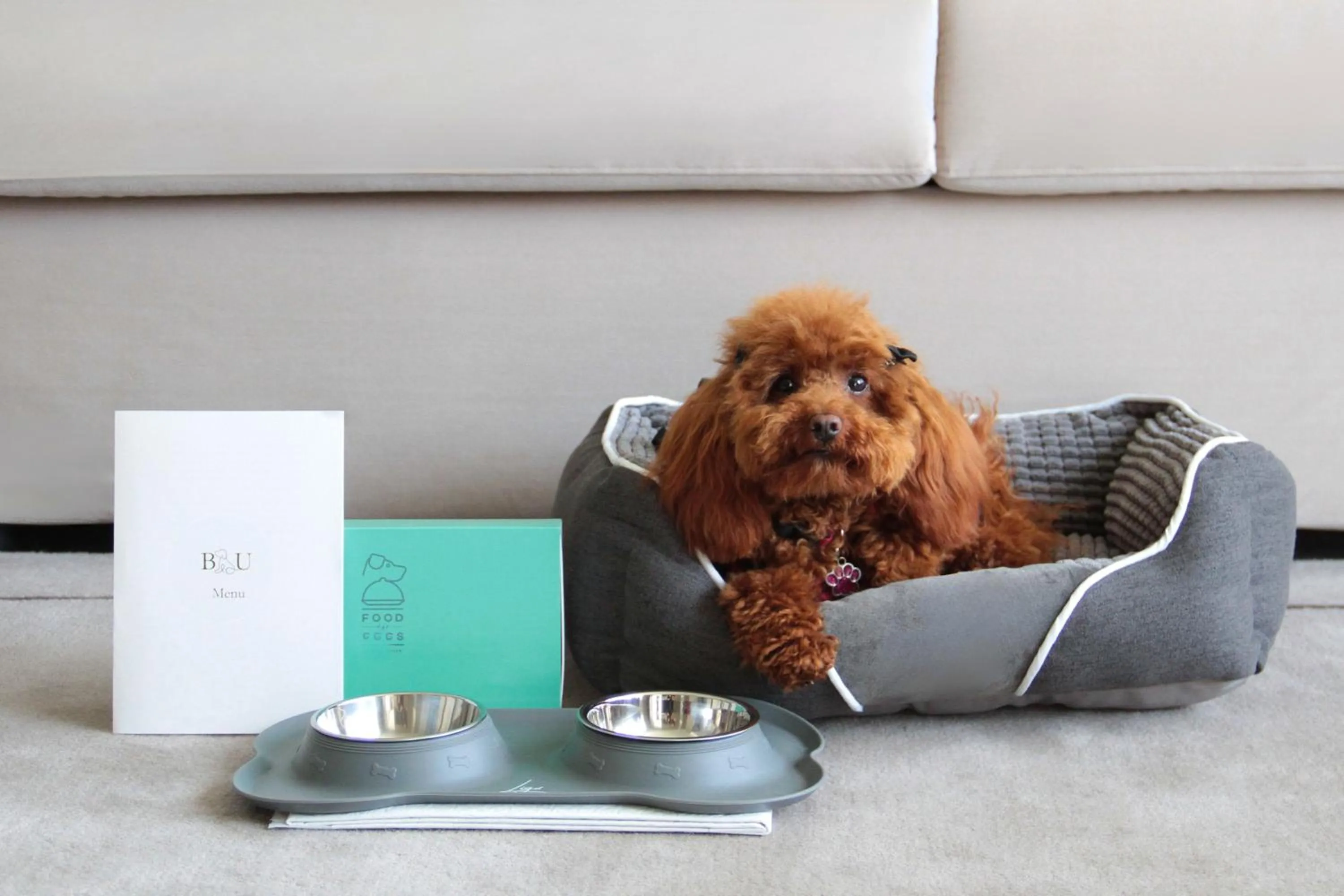 Pets in Boutique Hotel Stresa