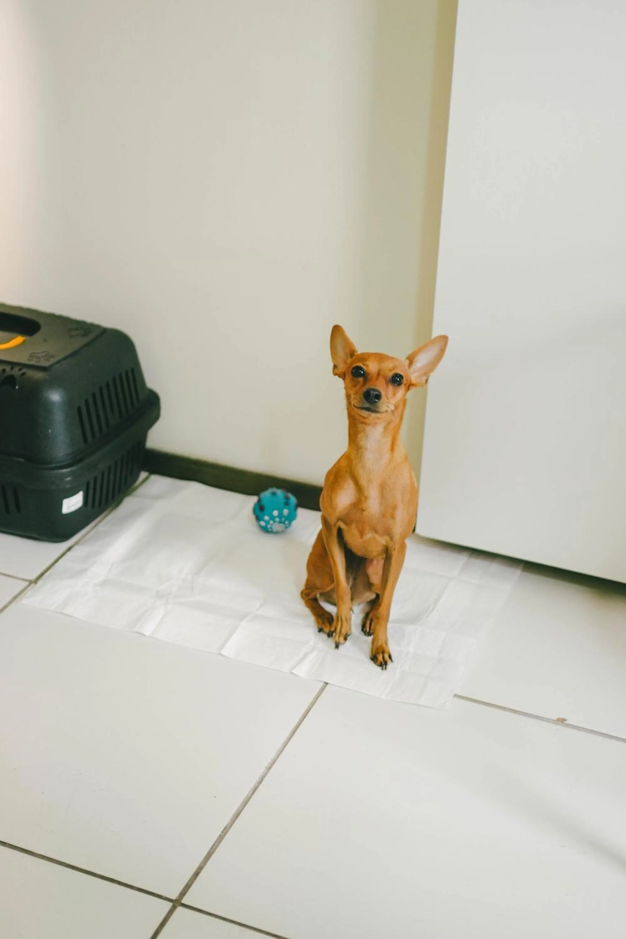 Pets in Soft Win Hotel São Luís