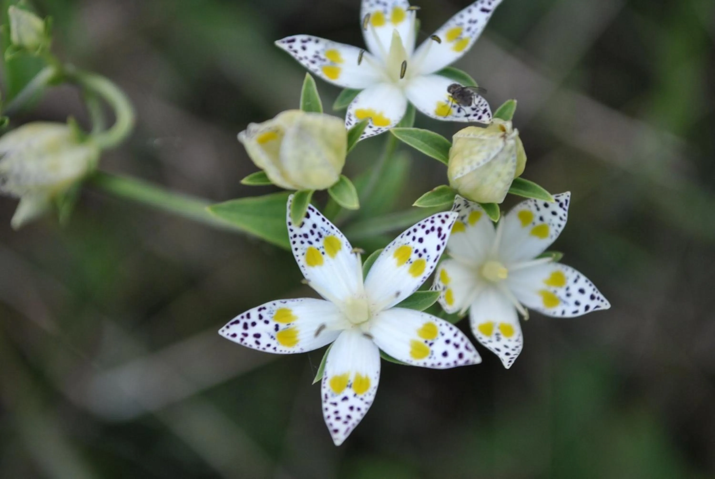 Other in Resonate Club Kuju