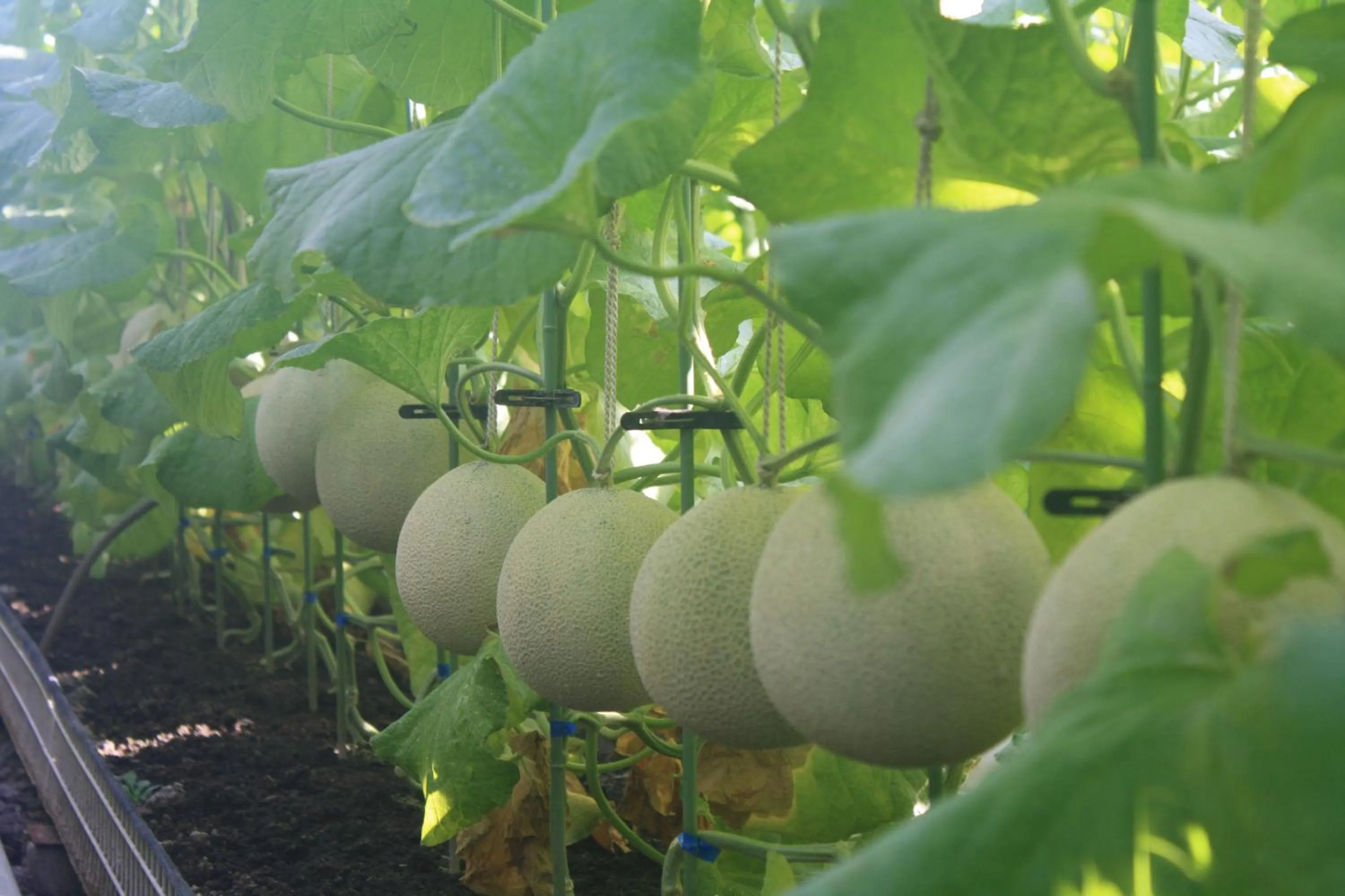 Other in Tabinoyado Ushionoakari Geiboso