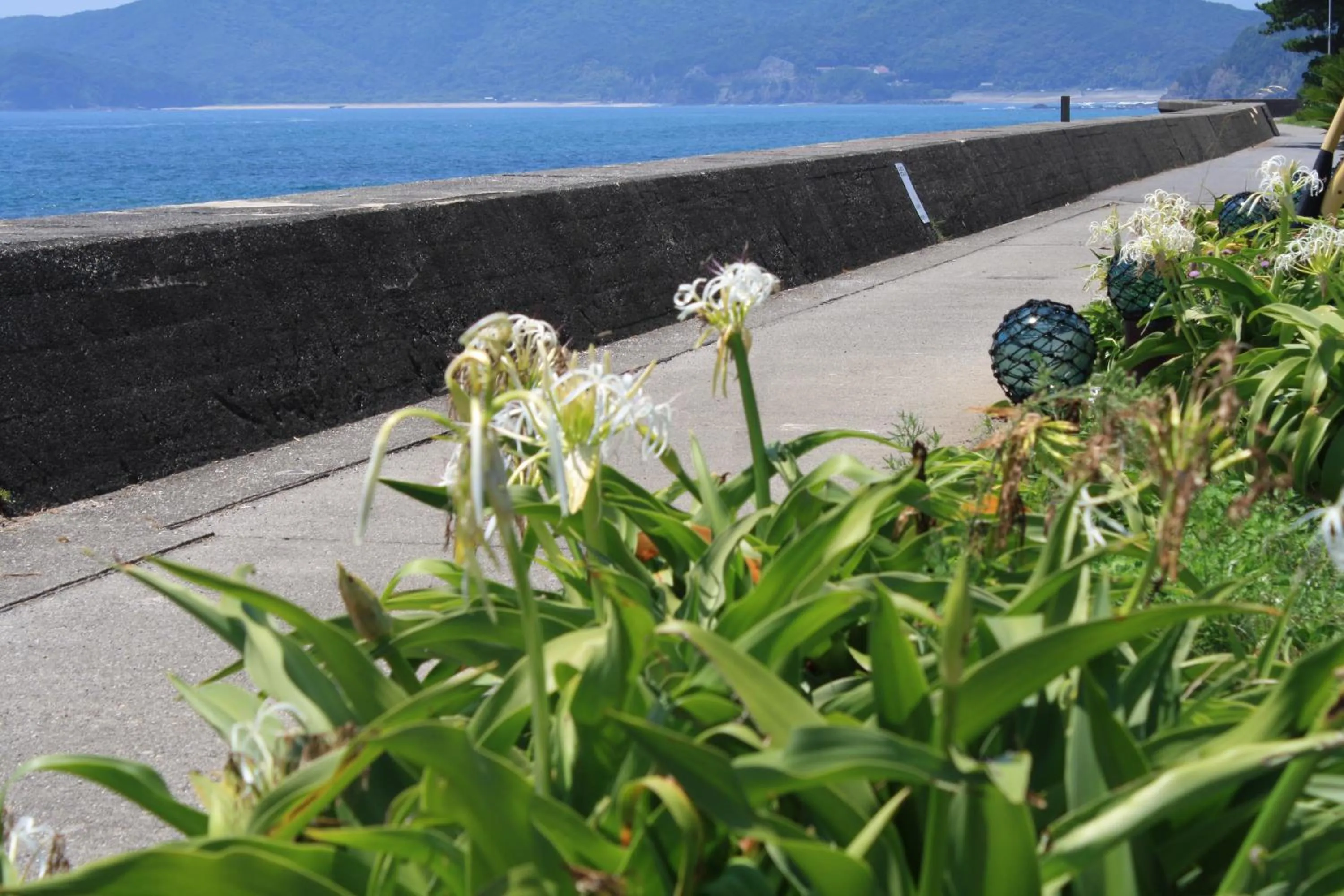 Summer in Tabinoyado Ushionoakari Geiboso