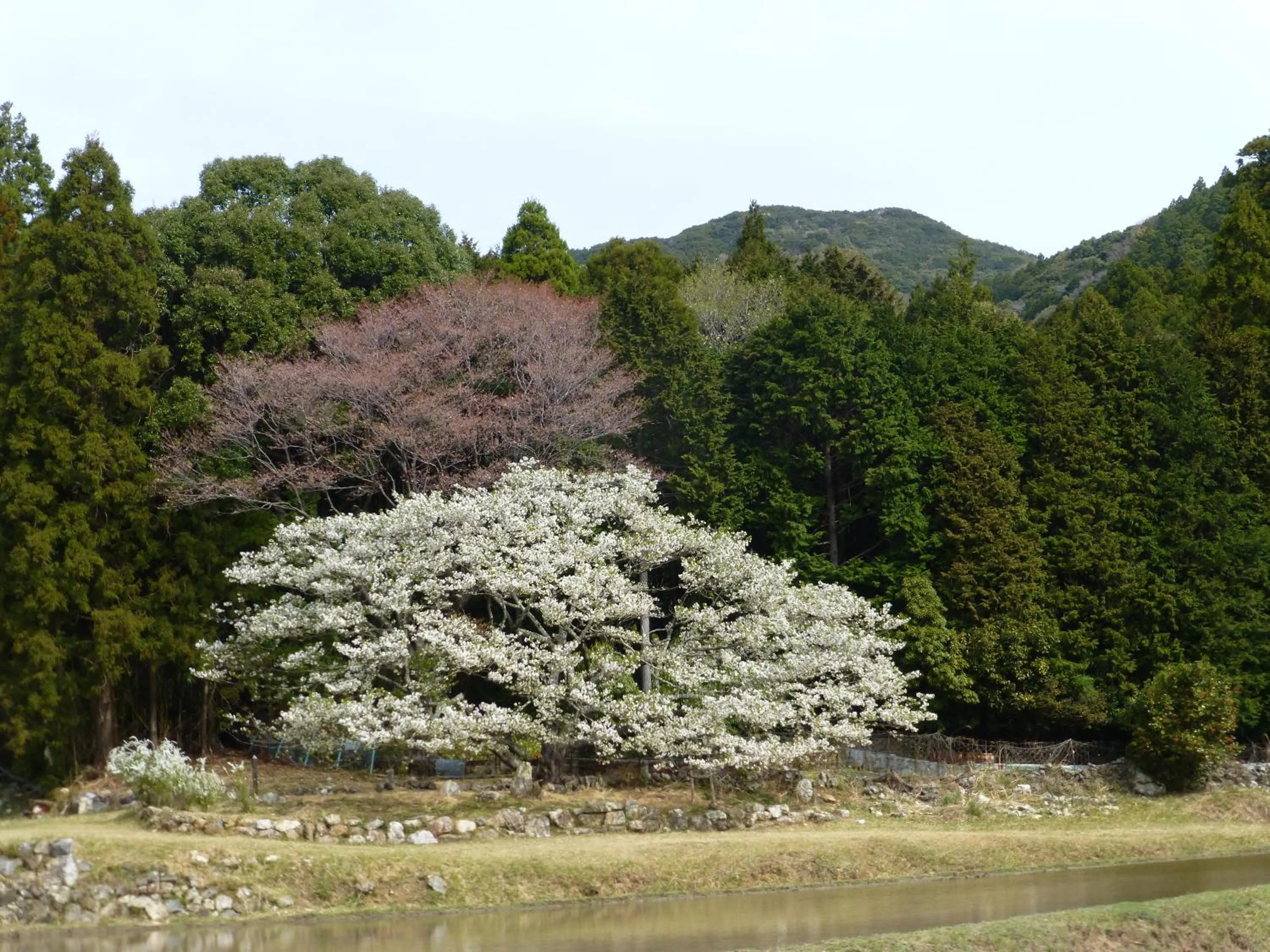 Day in Tabinoyado Ushionoakari Geiboso